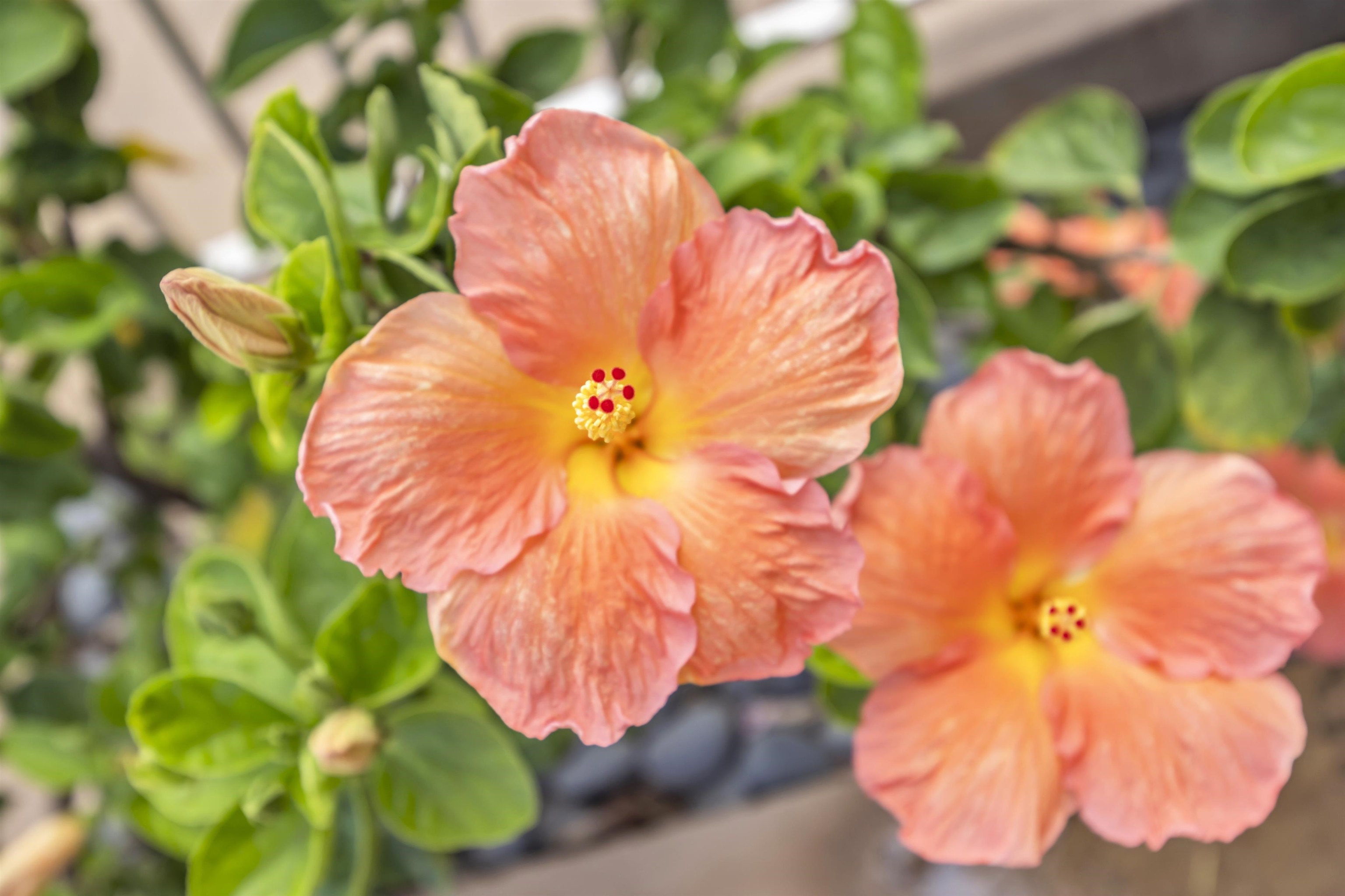 Menehune Shores condo # 419, Kihei, Hawaii - photo 32 of 33