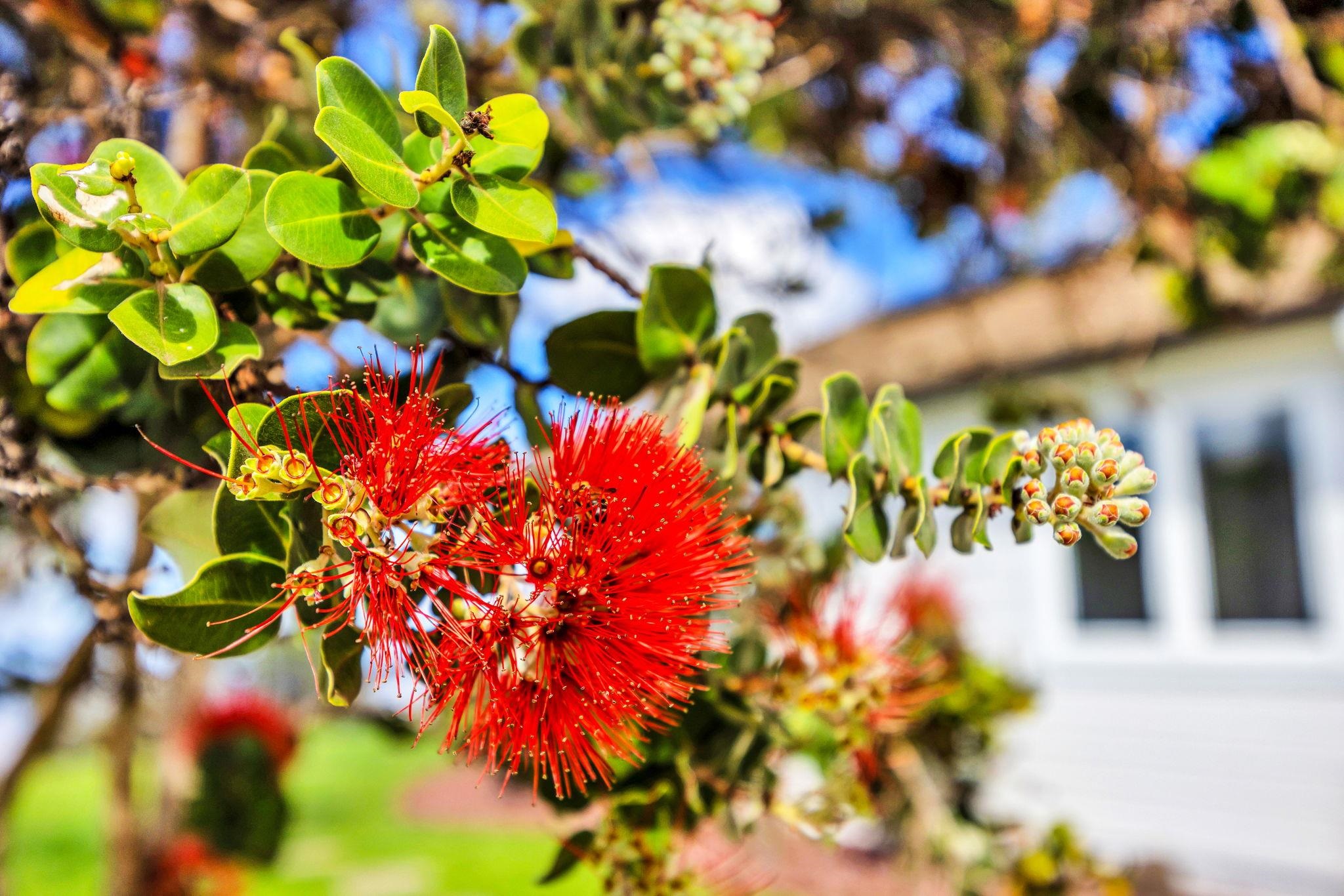 7733  Kula Hwy Keokea, Kula/Ulupalakua/Kanaio home - photo 20 of 43
