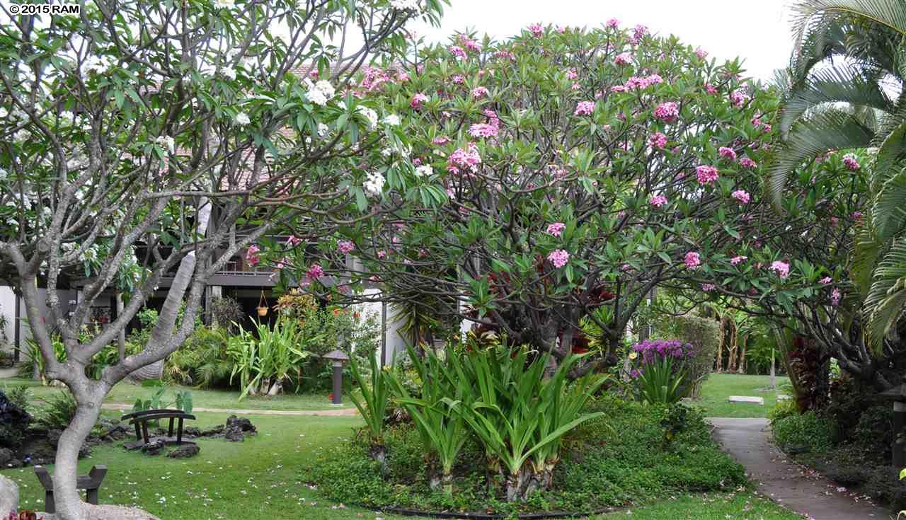 Kihei Resort condo # 107, Kihei, Hawaii - photo 13 of 13