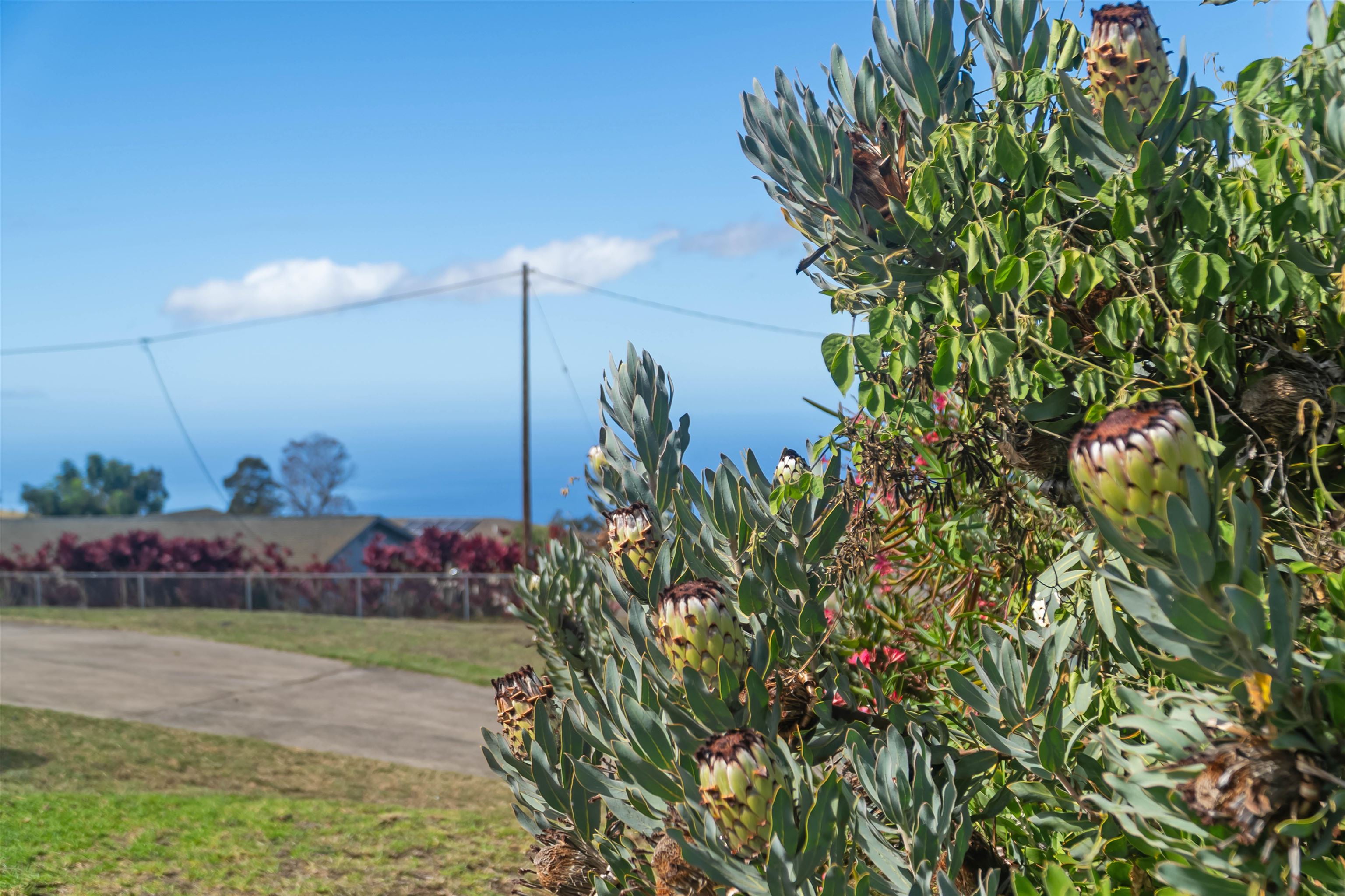 79  Lauie Dr Kula, Kula/Ulupalakua/Kanaio home - photo 19 of 25