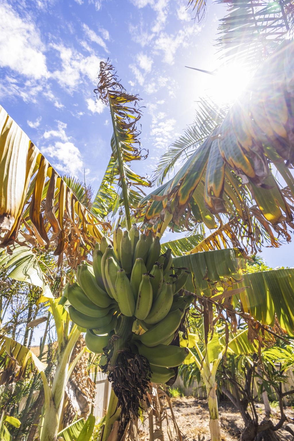 798  Mahealani Pl North Kihei, Kihei home - photo 45 of 50