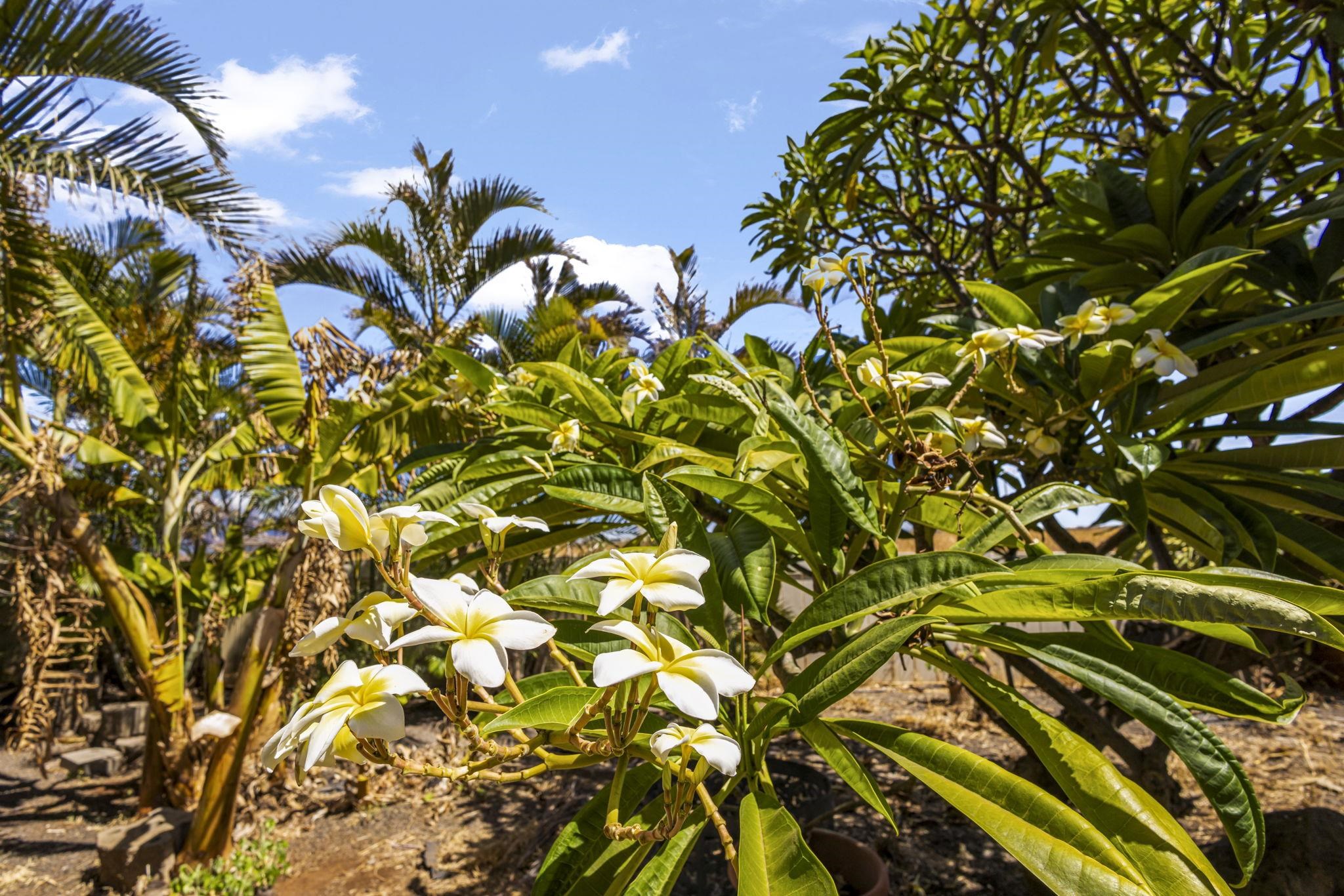 798  Mahealani Pl North Kihei, Kihei home - photo 46 of 50