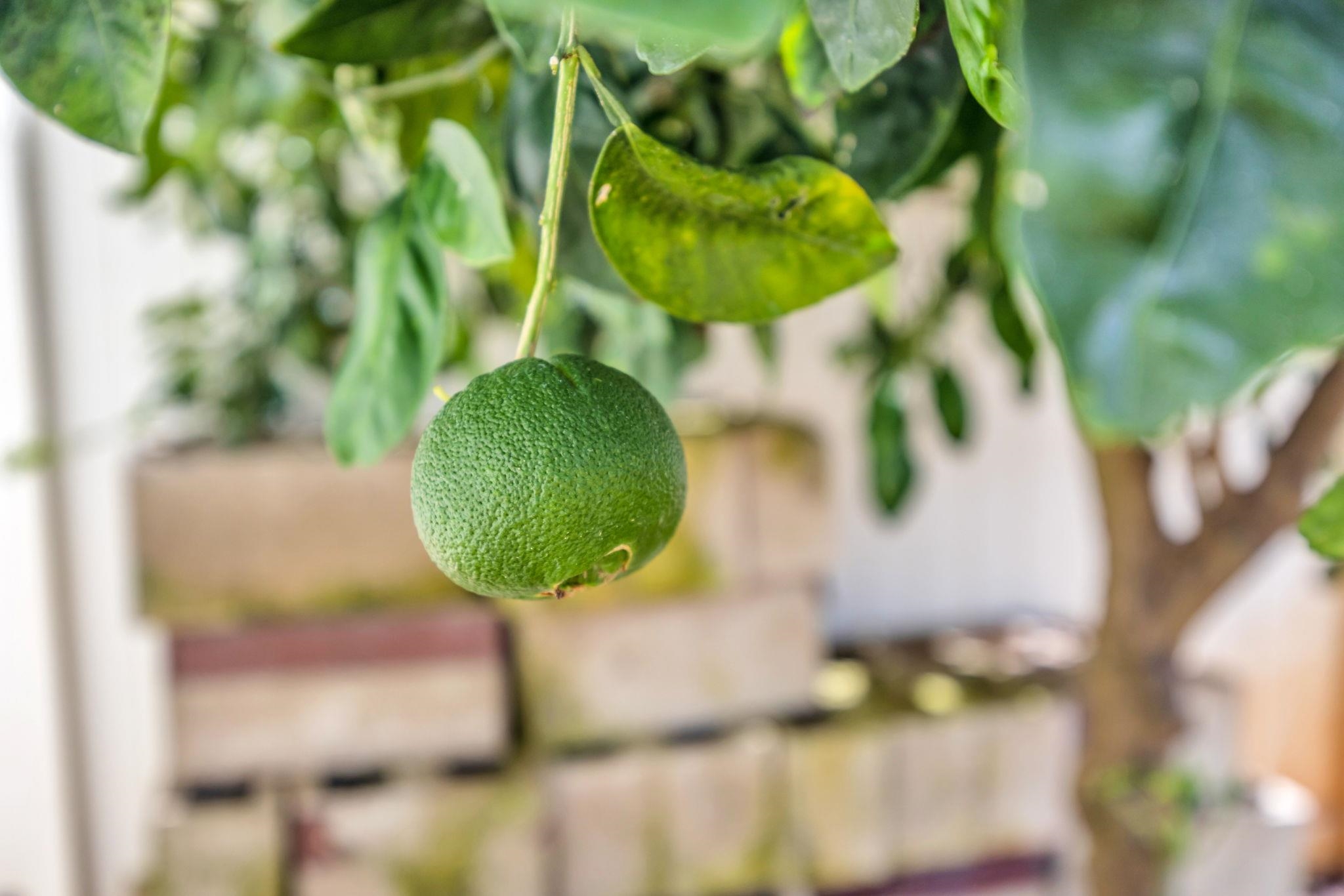 801  Haawi St Waikapu, Wailuku home - photo 40 of 50