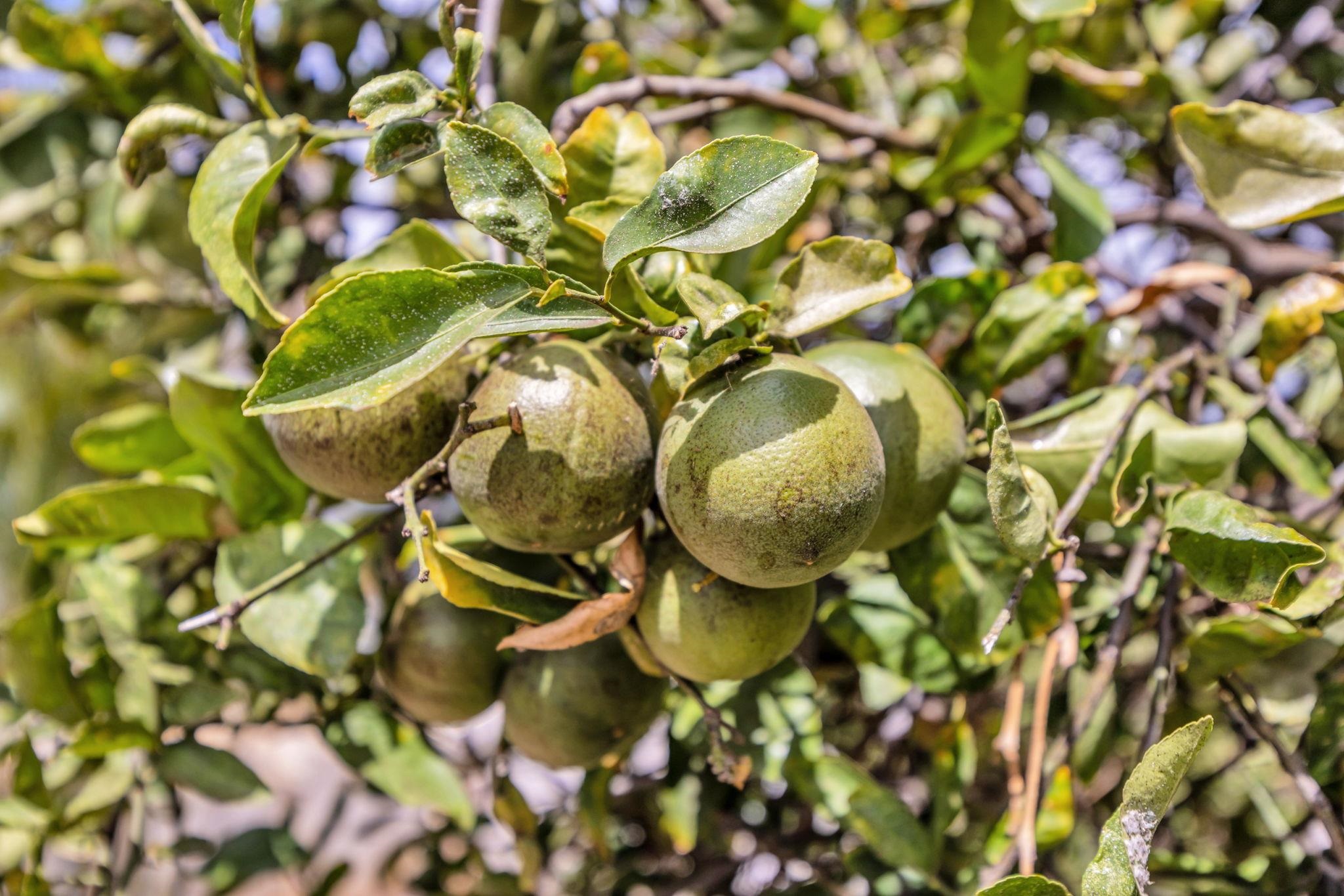 801  Haawi St Waikapu, Wailuku home - photo 41 of 50