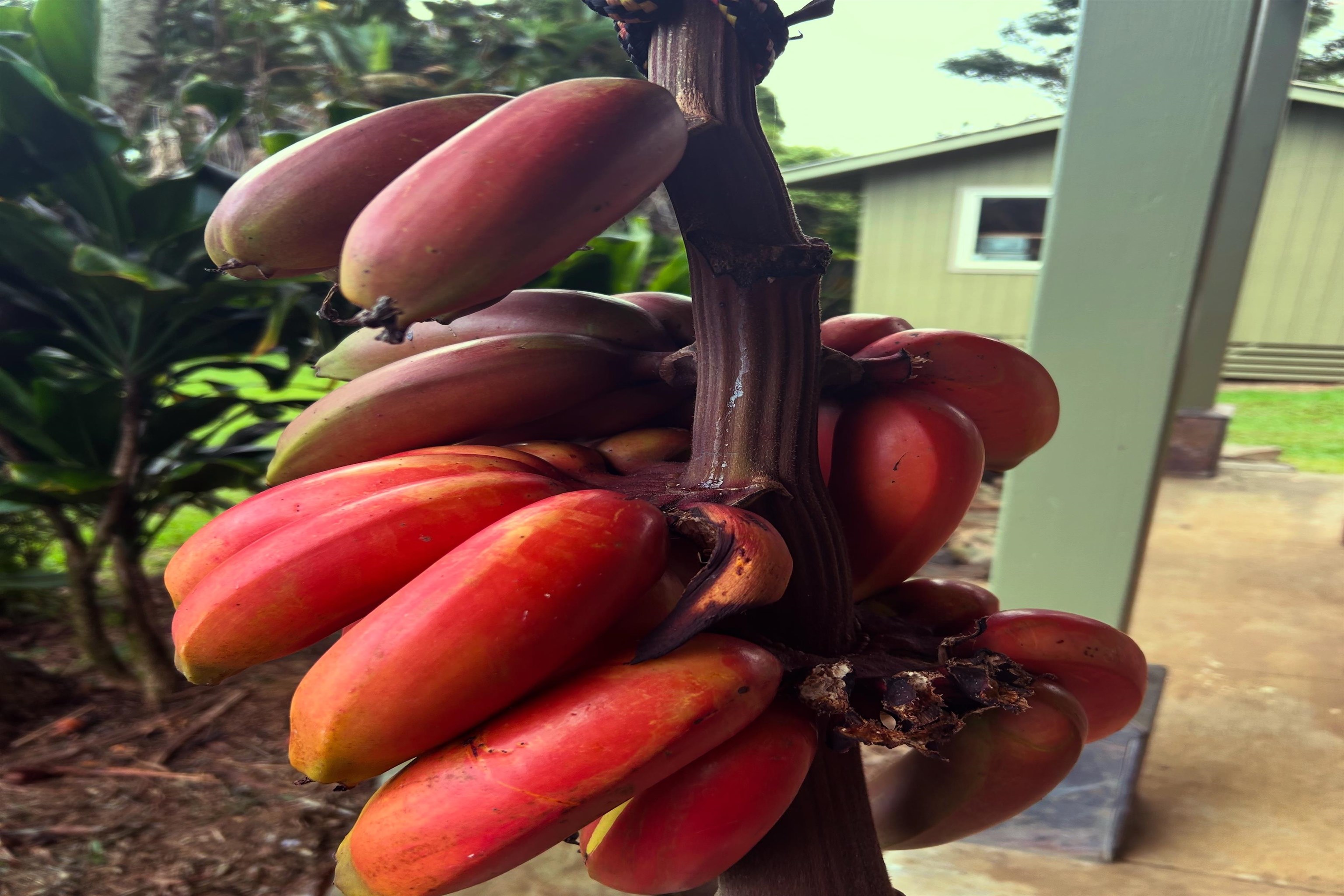 8040  Hana Hwy Kailua, Haiku home - photo 43 of 46