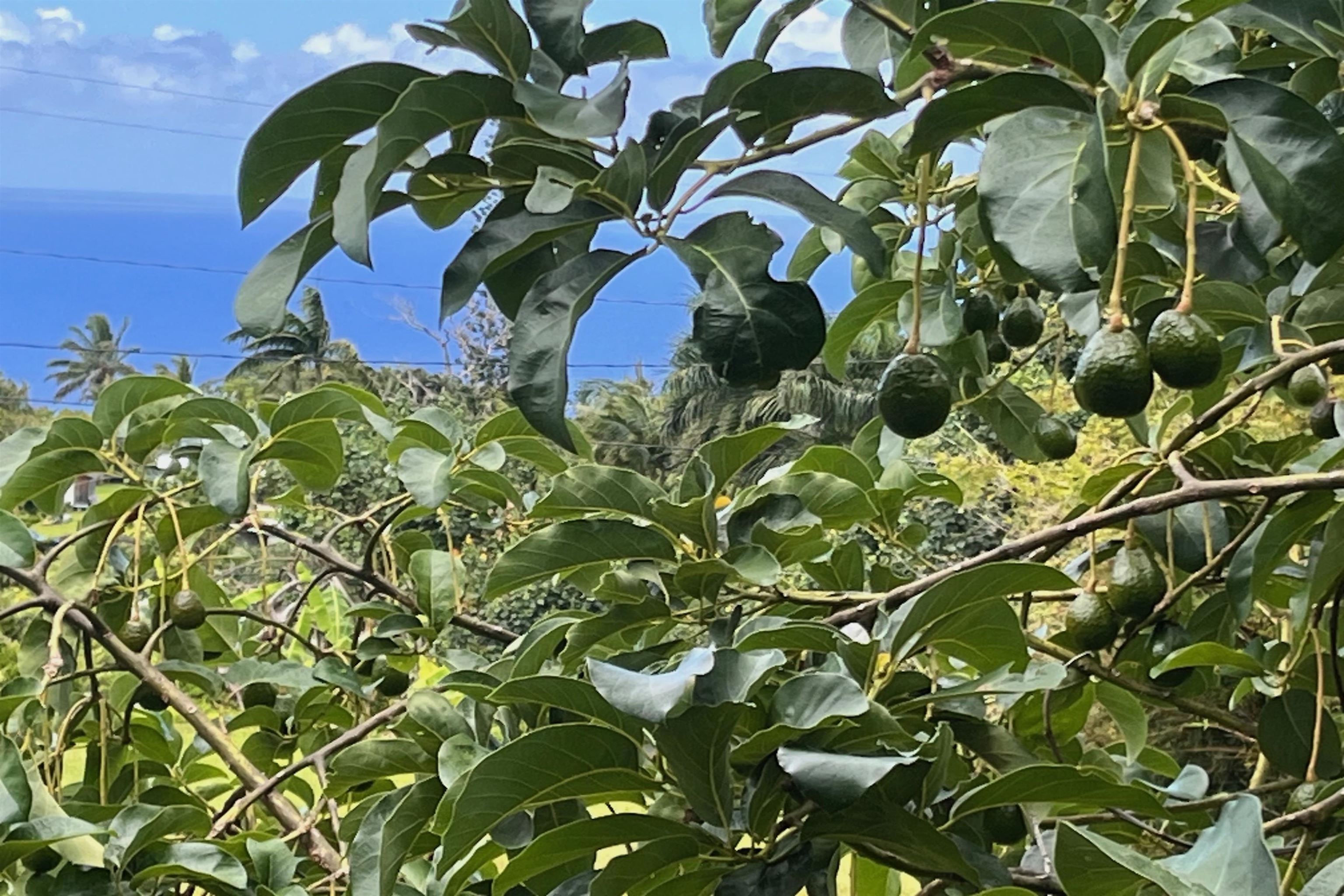 8040  Hana Hwy Kailua, Haiku home - photo 45 of 46