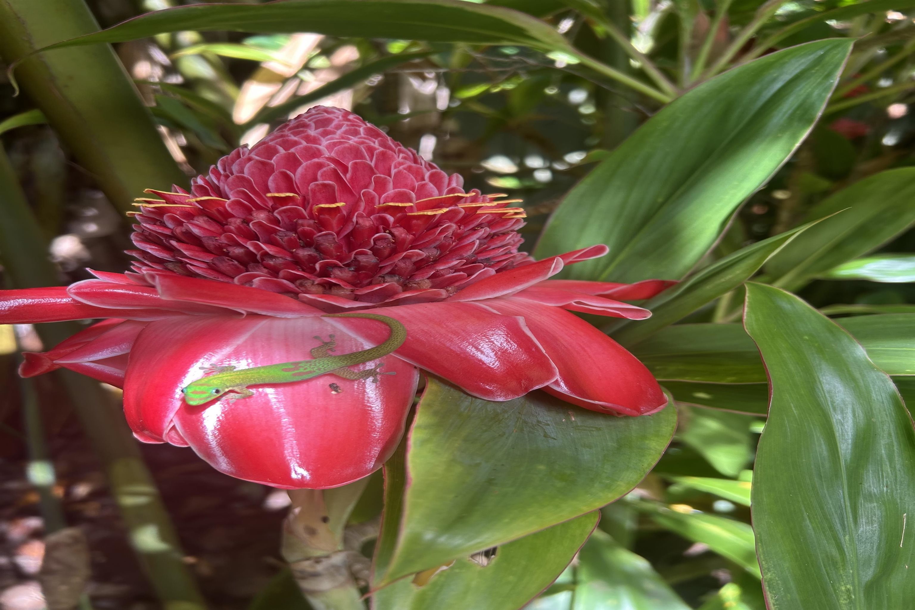 8040  Hana Hwy Kailua, Haiku home - photo 46 of 46