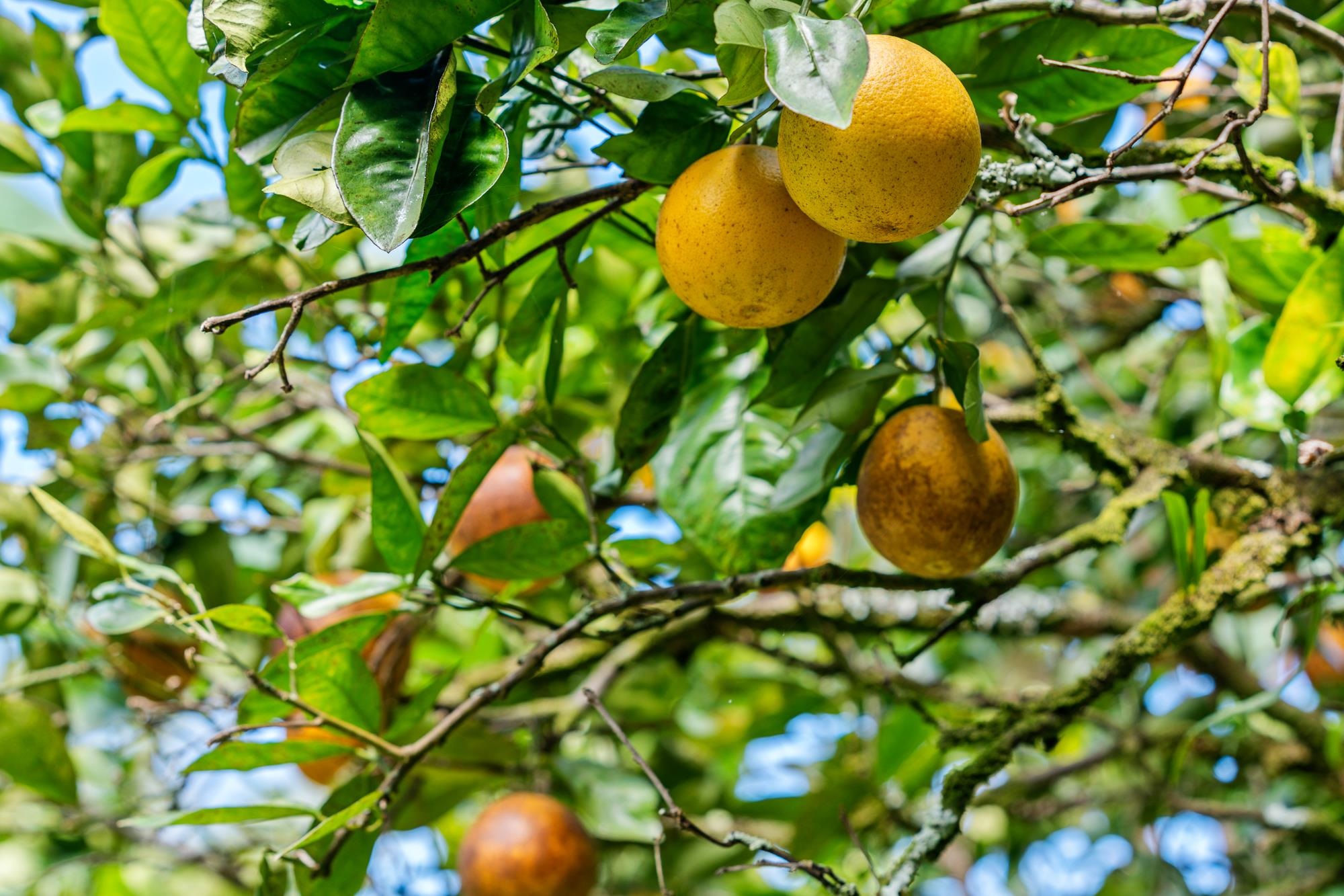 8040  Hana Hwy Kailua, Haiku home - photo 49 of 50