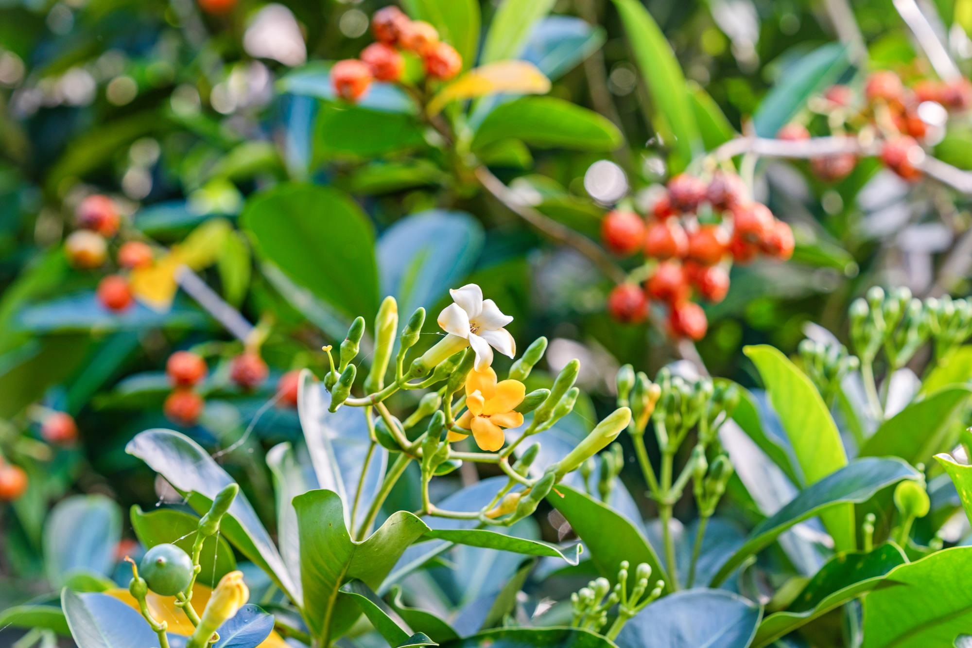 8040  Hana Hwy Kailua, Haiku home - photo 50 of 50