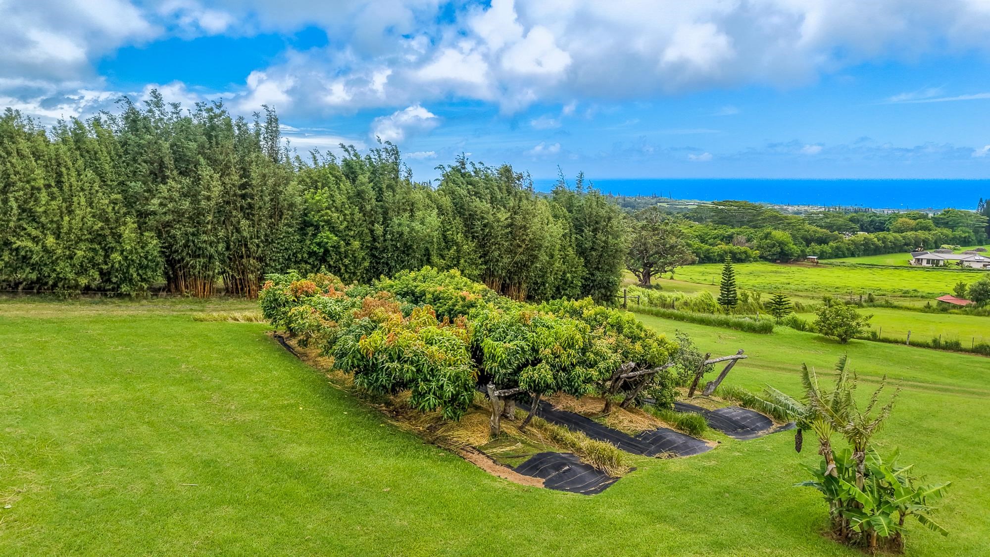 820  Kuiaha Rd , Haiku home - photo 35 of 38