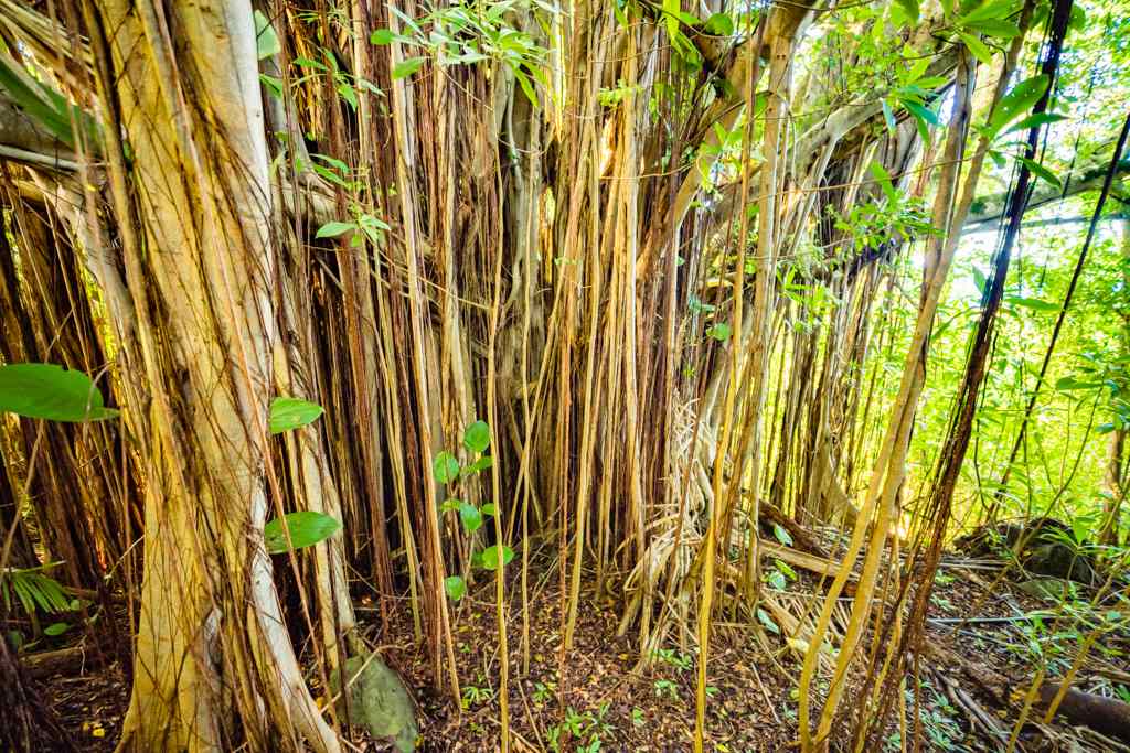 836 Nahiku Rd  Hana, Hi vacant land for sale - photo 23 of 30