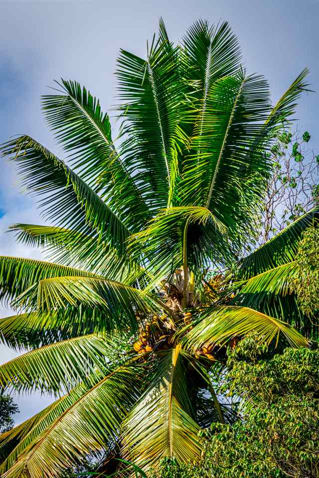 836 Nahiku Rd  Hana, Hi vacant land for sale - photo 24 of 30