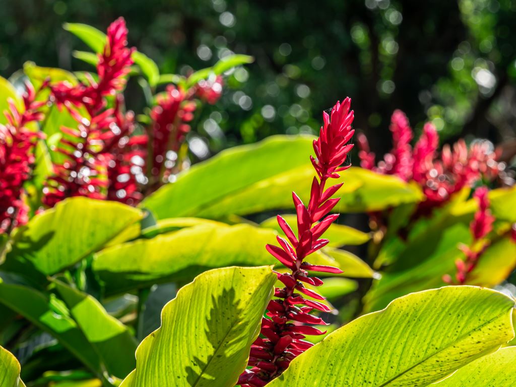 836 Nahiku Rd  Hana, Hi vacant land for sale - photo 25 of 30
