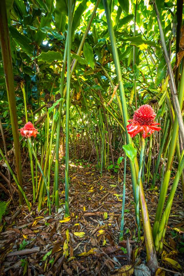 836 Nahiku Rd  Hana, Hi vacant land for sale - photo 26 of 30