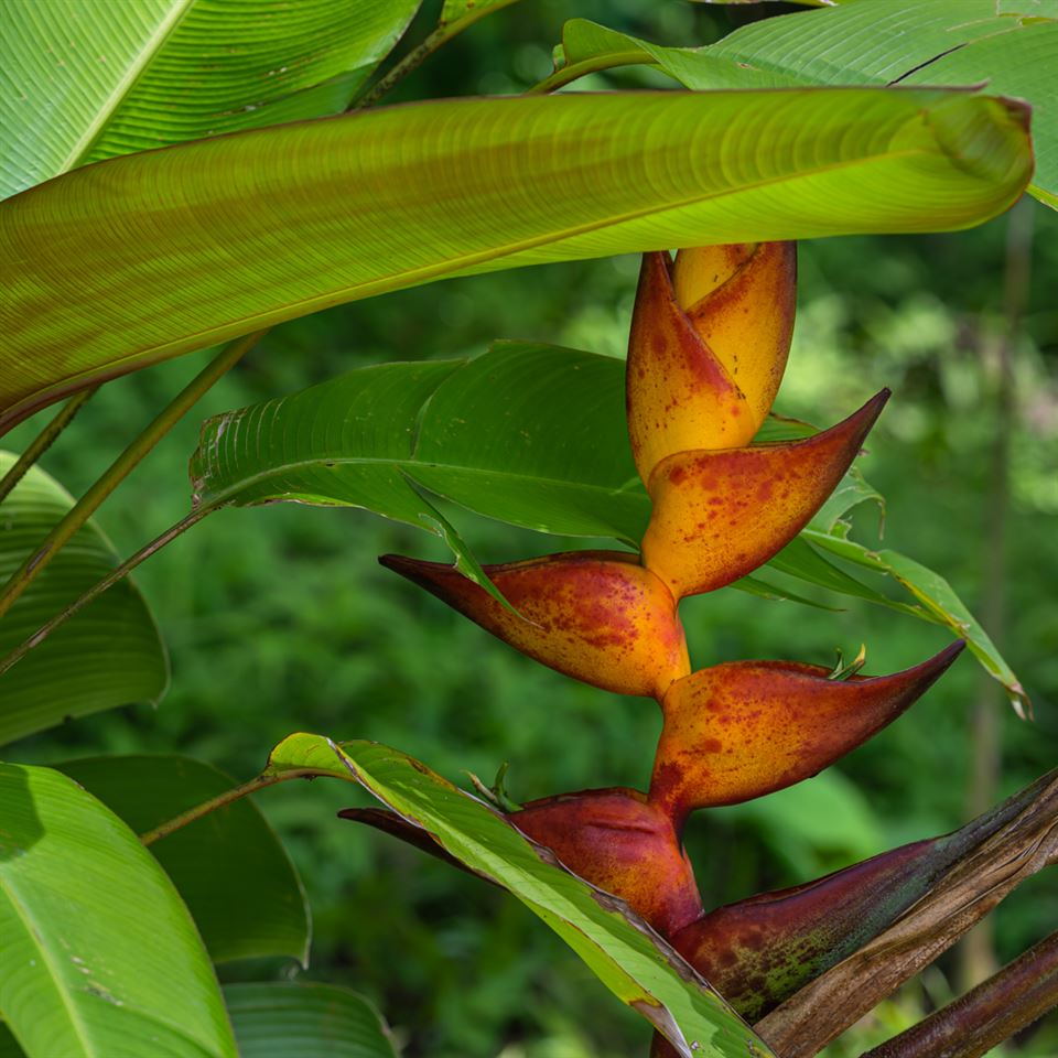 836 Nahiku Rd  Hana, Hi vacant land for sale - photo 27 of 30
