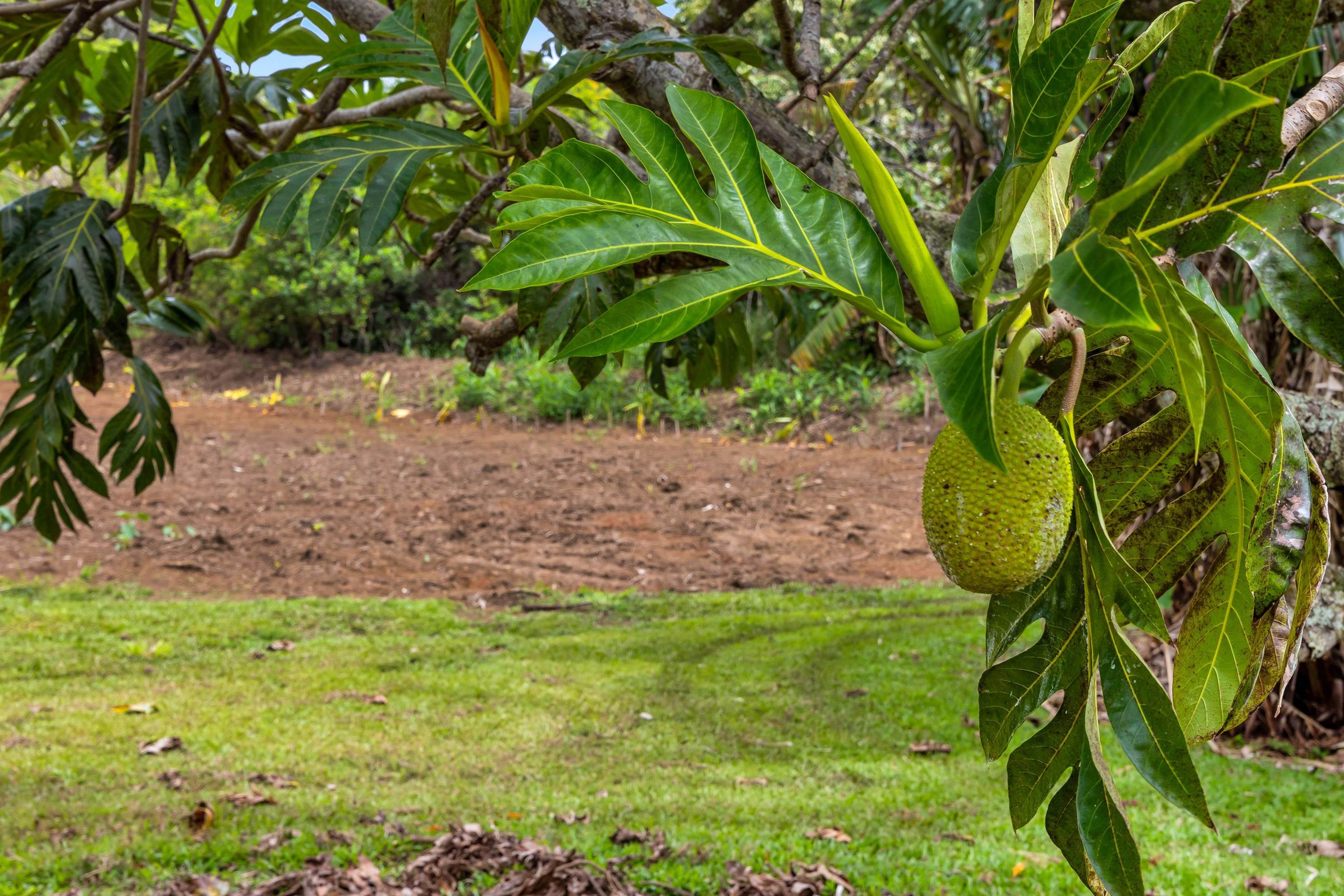 85  Nolu Rd 5 Corners Area, Haiku home - photo 26 of 29