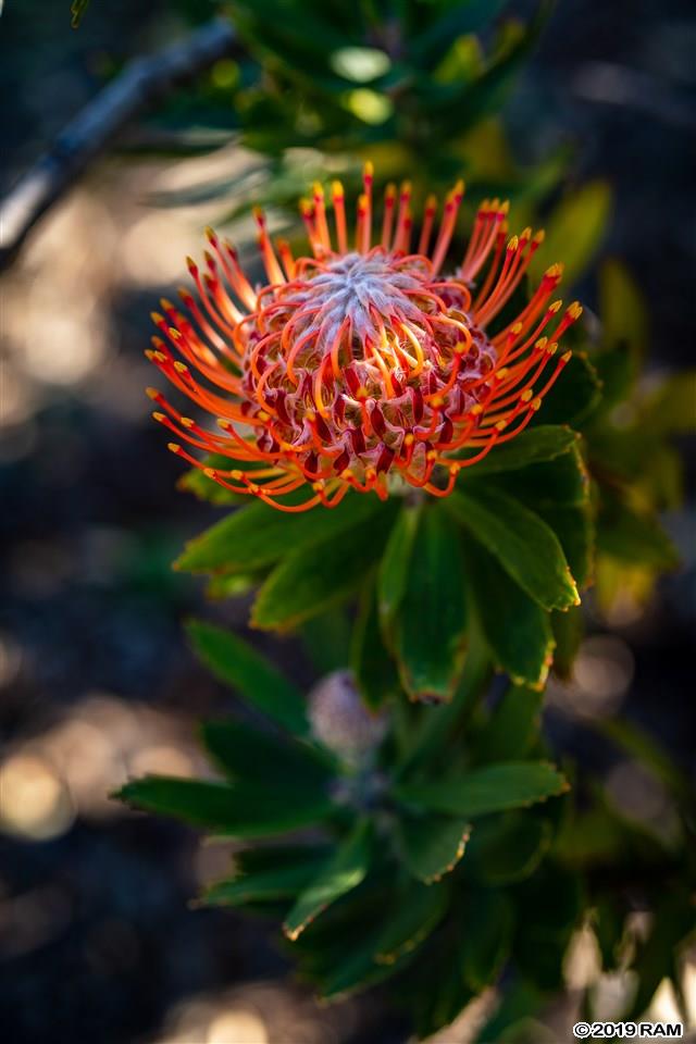 890  Holopuni Rd Kula Glen, Kula/Ulupalakua/Kanaio home - photo 19 of 30