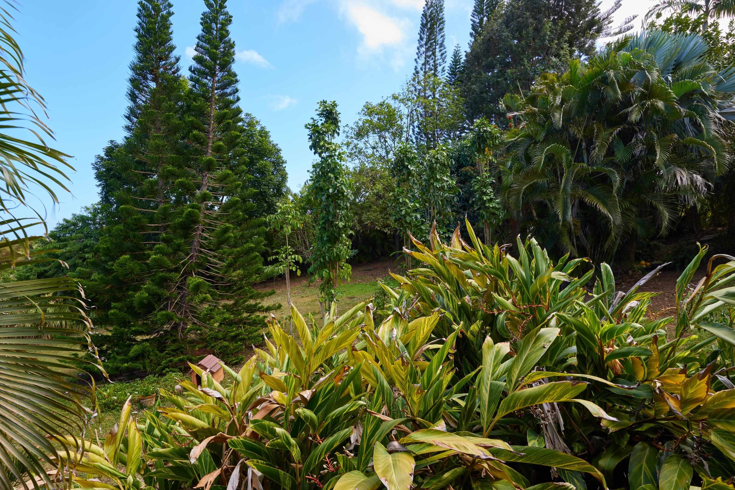 90  Hakuhee Way Kahakuloa, Kahakuloa home - photo 48 of 50