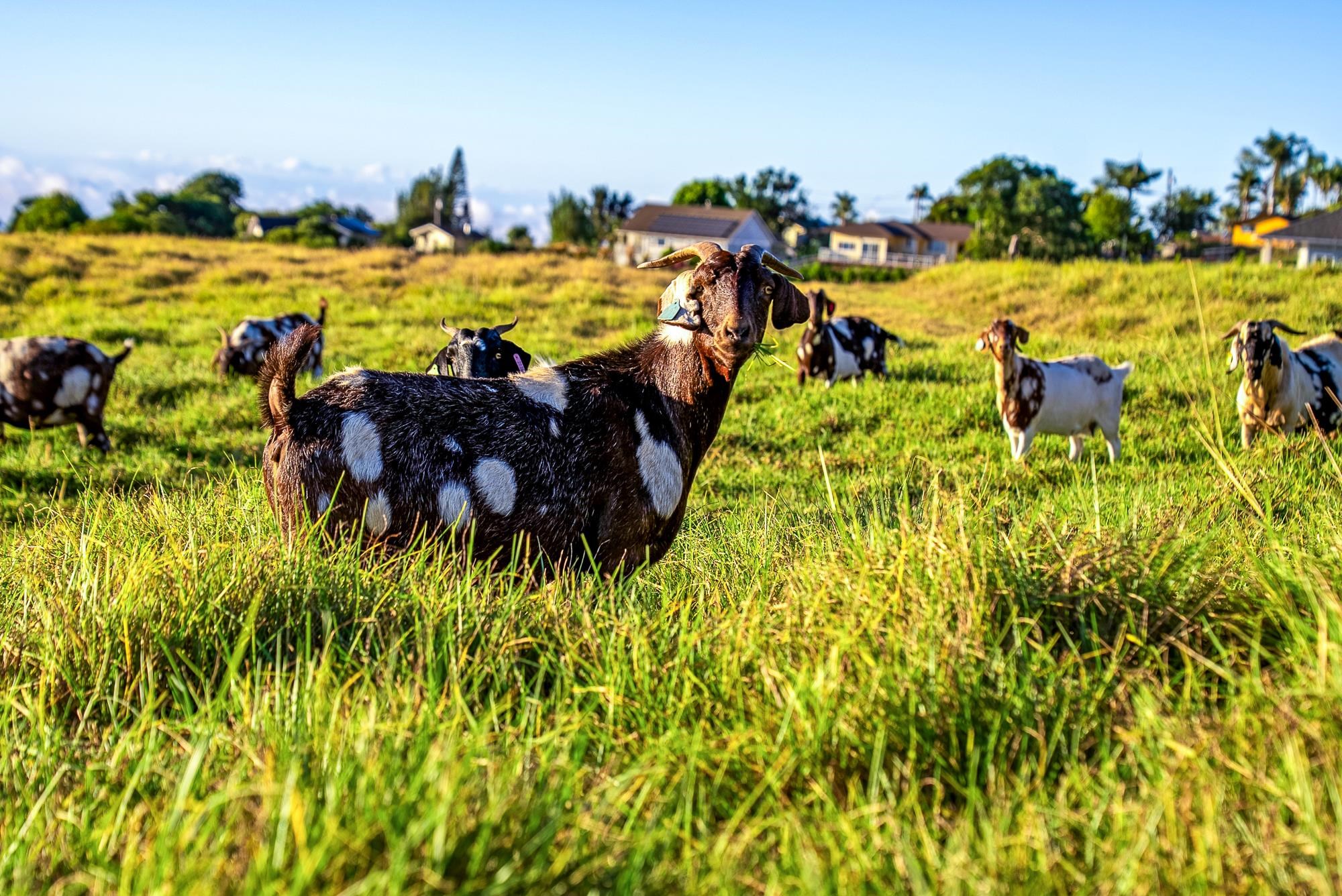 909  Copp Rd Kula, Kula/Ulupalakua/Kanaio home - photo 37 of 48