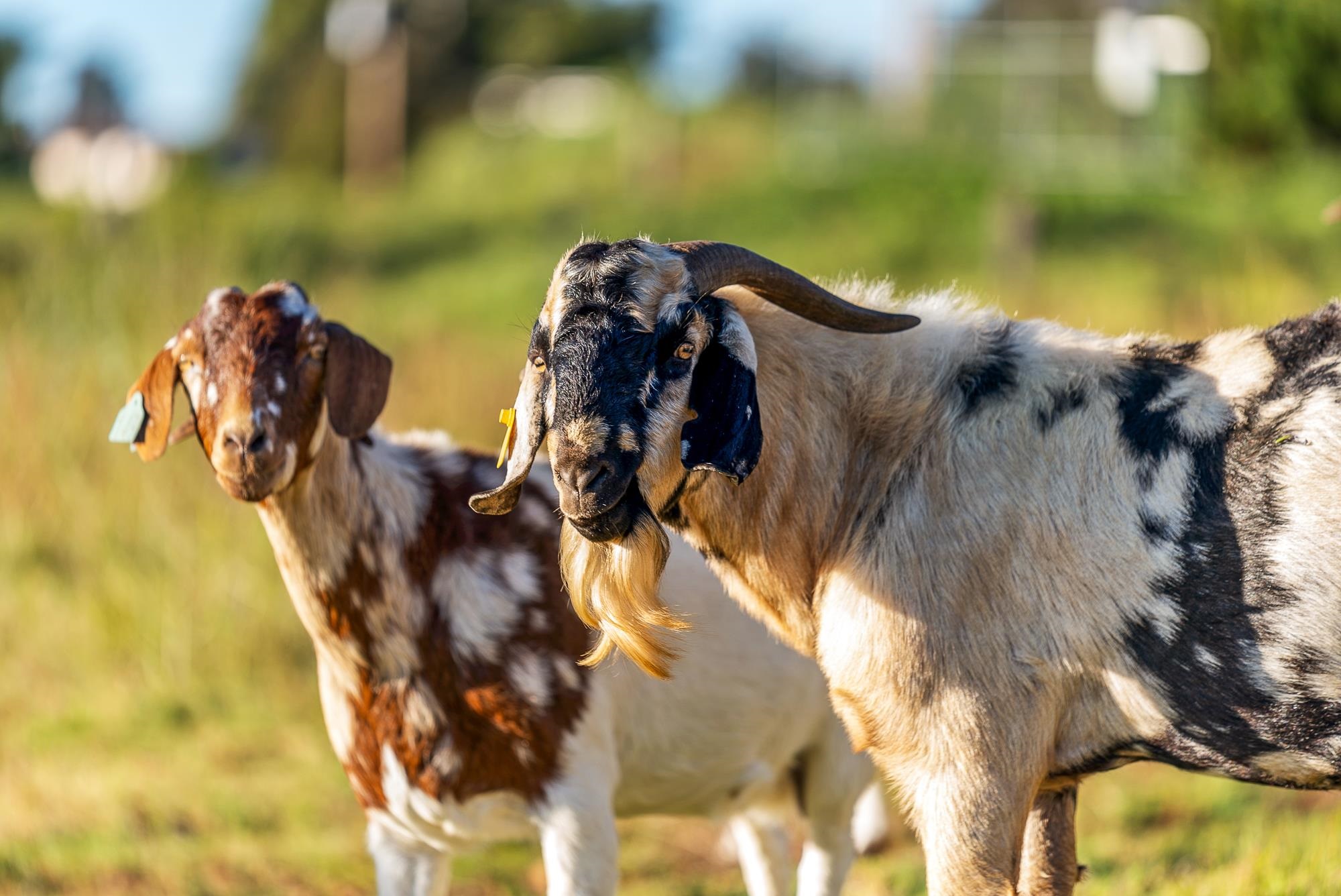 909  Copp Rd Kula, Kula/Ulupalakua/Kanaio home - photo 38 of 48