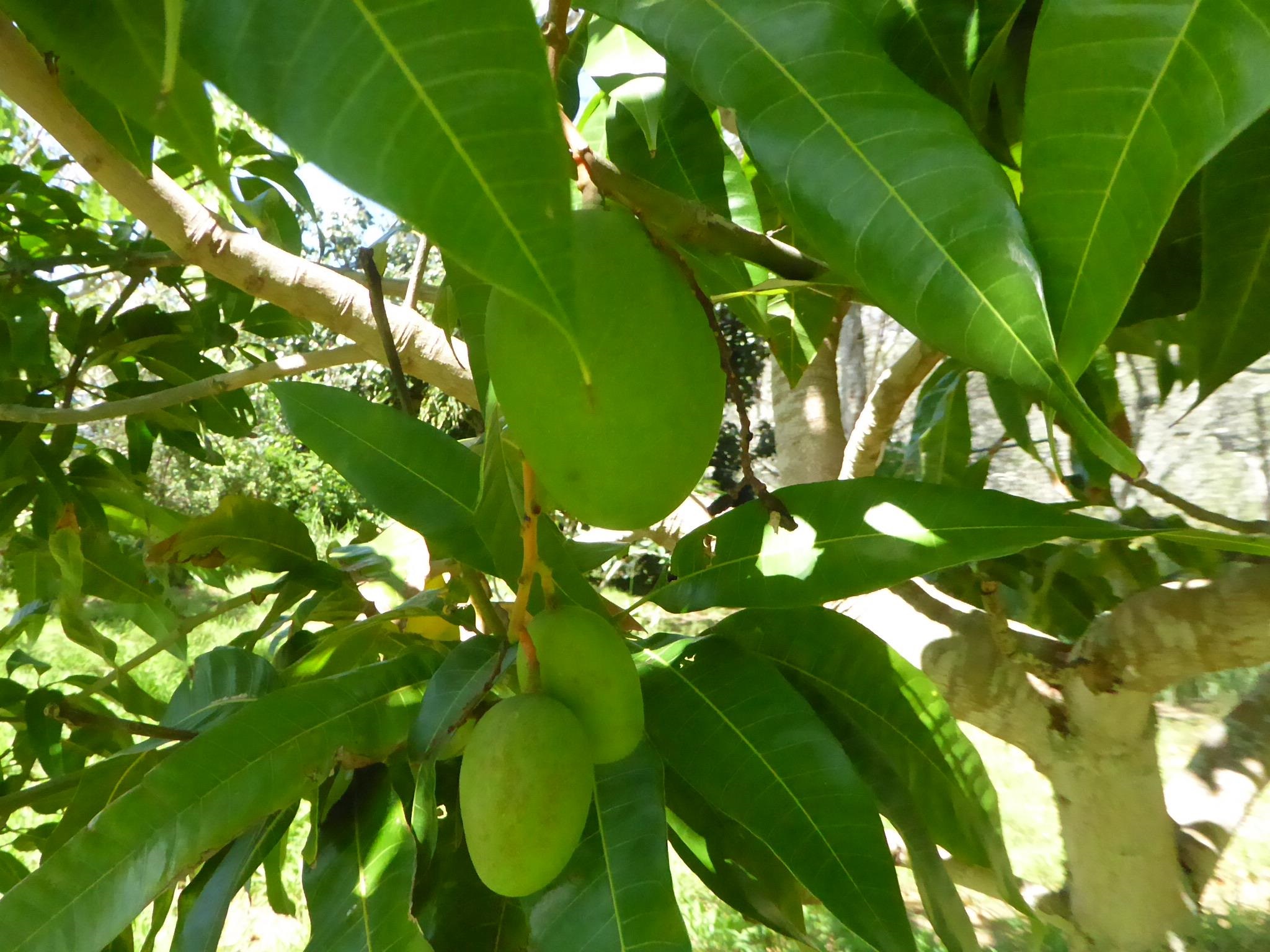 91  Noho Lio Rd , Molokai home - photo 24 of 27