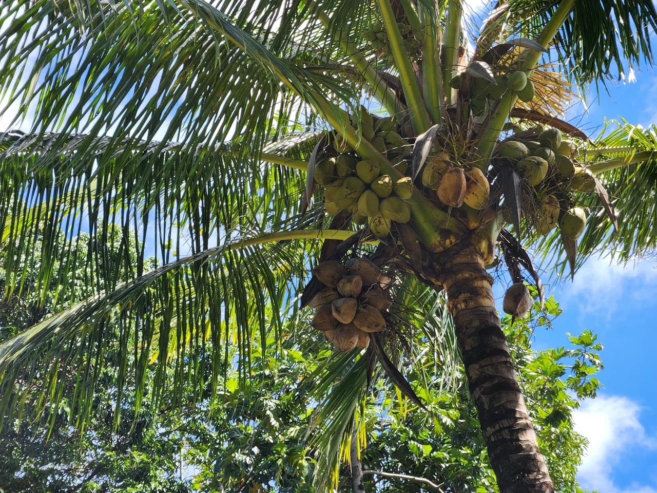 91  Wailua Rd Wailua, Keanae home - photo 4 of 14