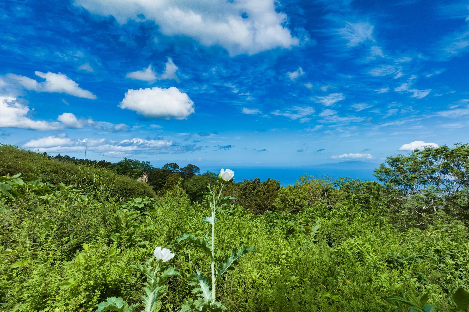 9300 Kula Hwy  Kula, Hi vacant land for sale - photo 15 of 20