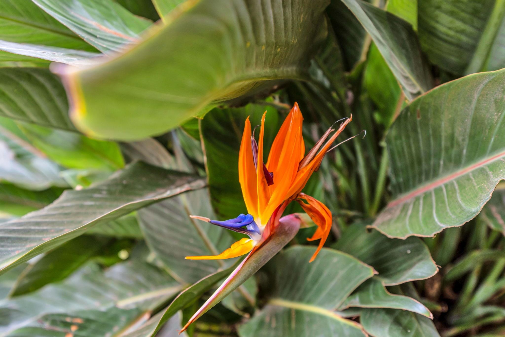 Kauhale Makai condo # 505, Kihei, Hawaii - photo 18 of 36