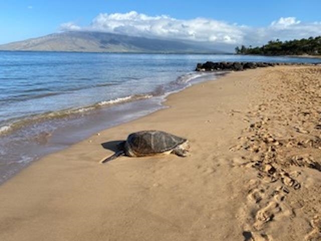 Luana Kai condo # 307C, Kihei, Hawaii - photo 39 of 40