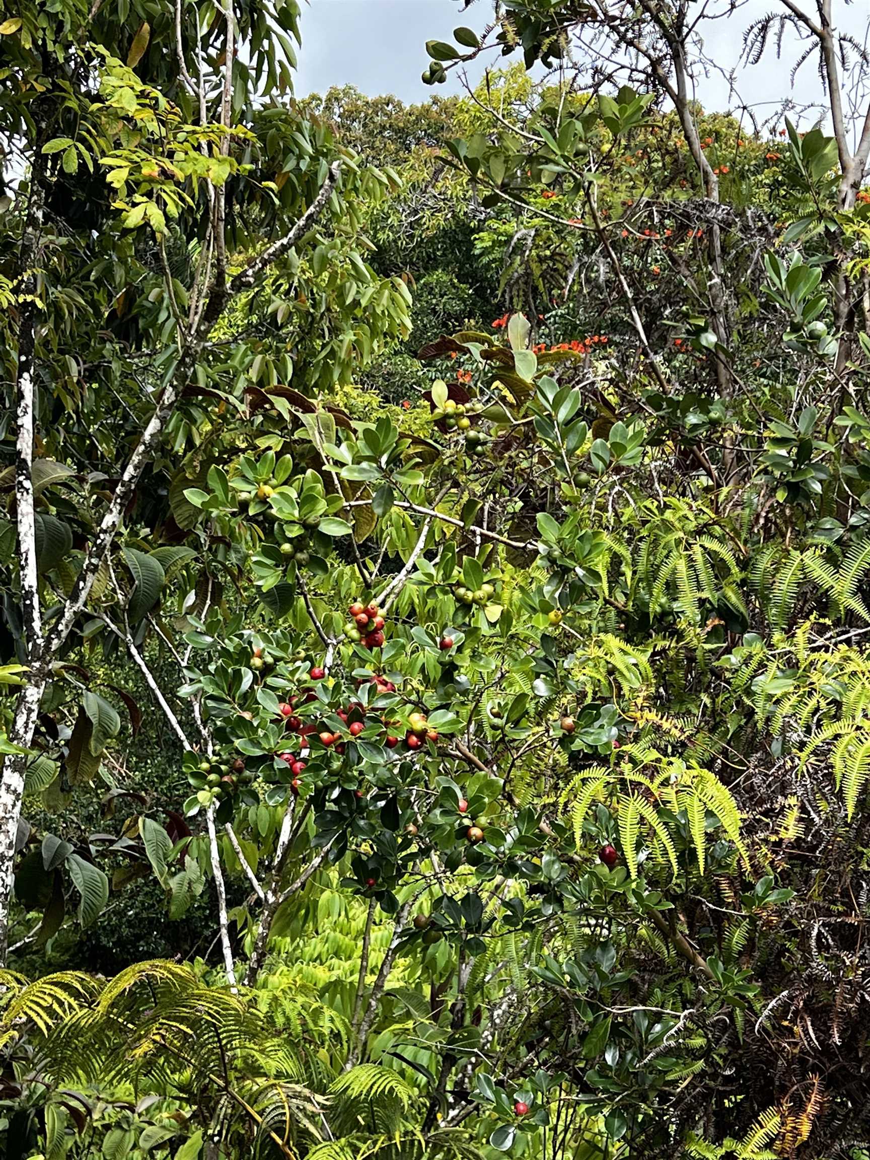 973 Hana Hwy  Hana, Hi vacant land for sale - photo 12 of 37