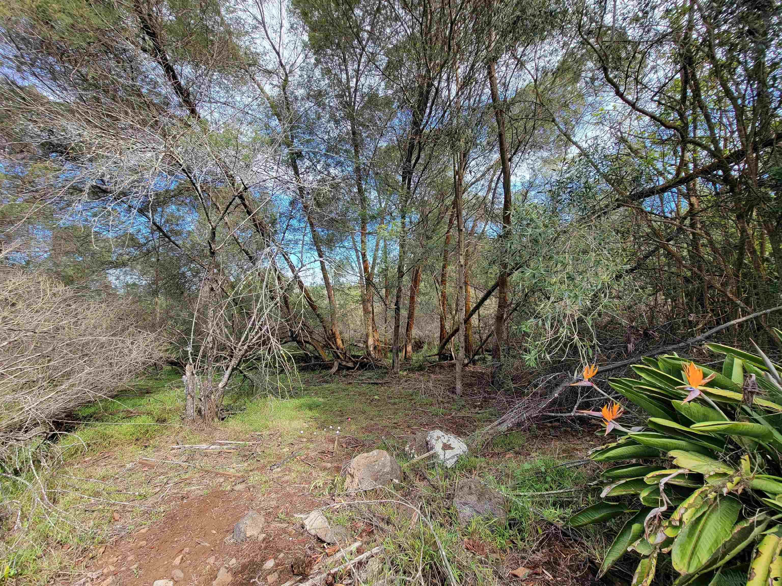 Haleakala Hwy  Kula, Hi 96790 vacant land - photo 19 of 23