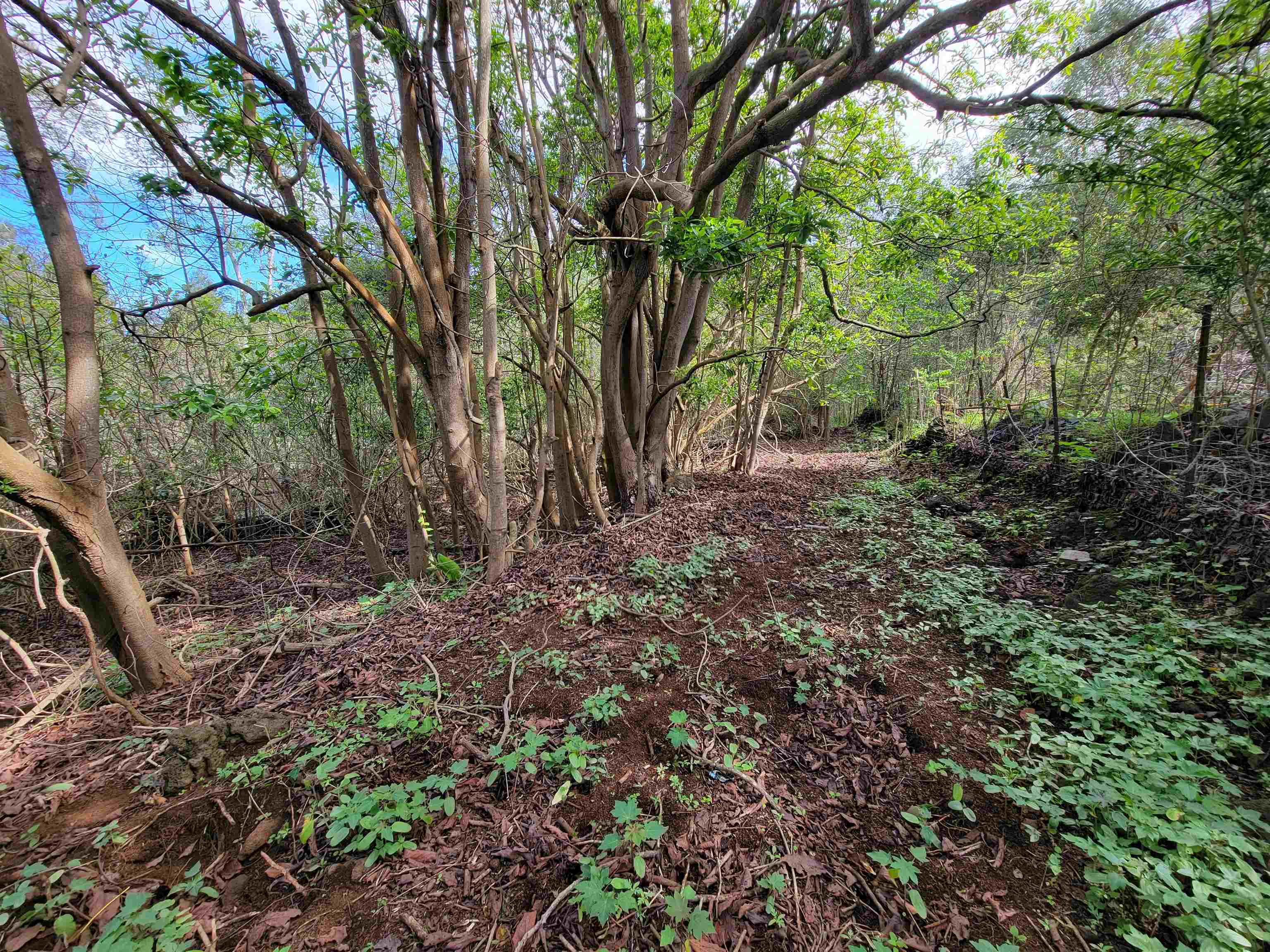 Haleakala Hwy  Kula, Hi 96790 vacant land - photo 20 of 23