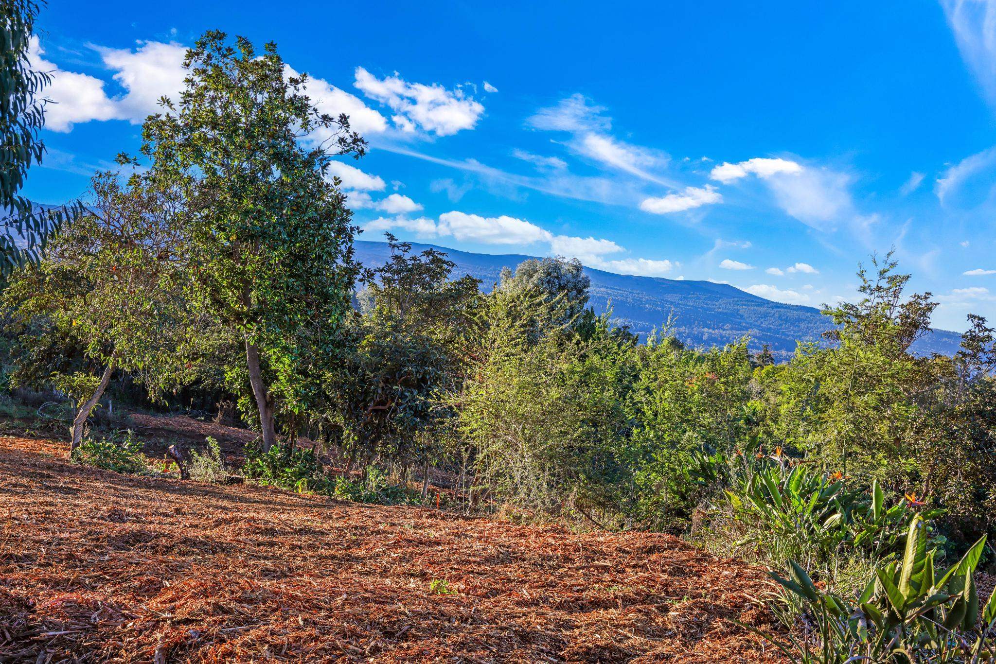 0 Haleakala Hwy   - photo 4 of 9