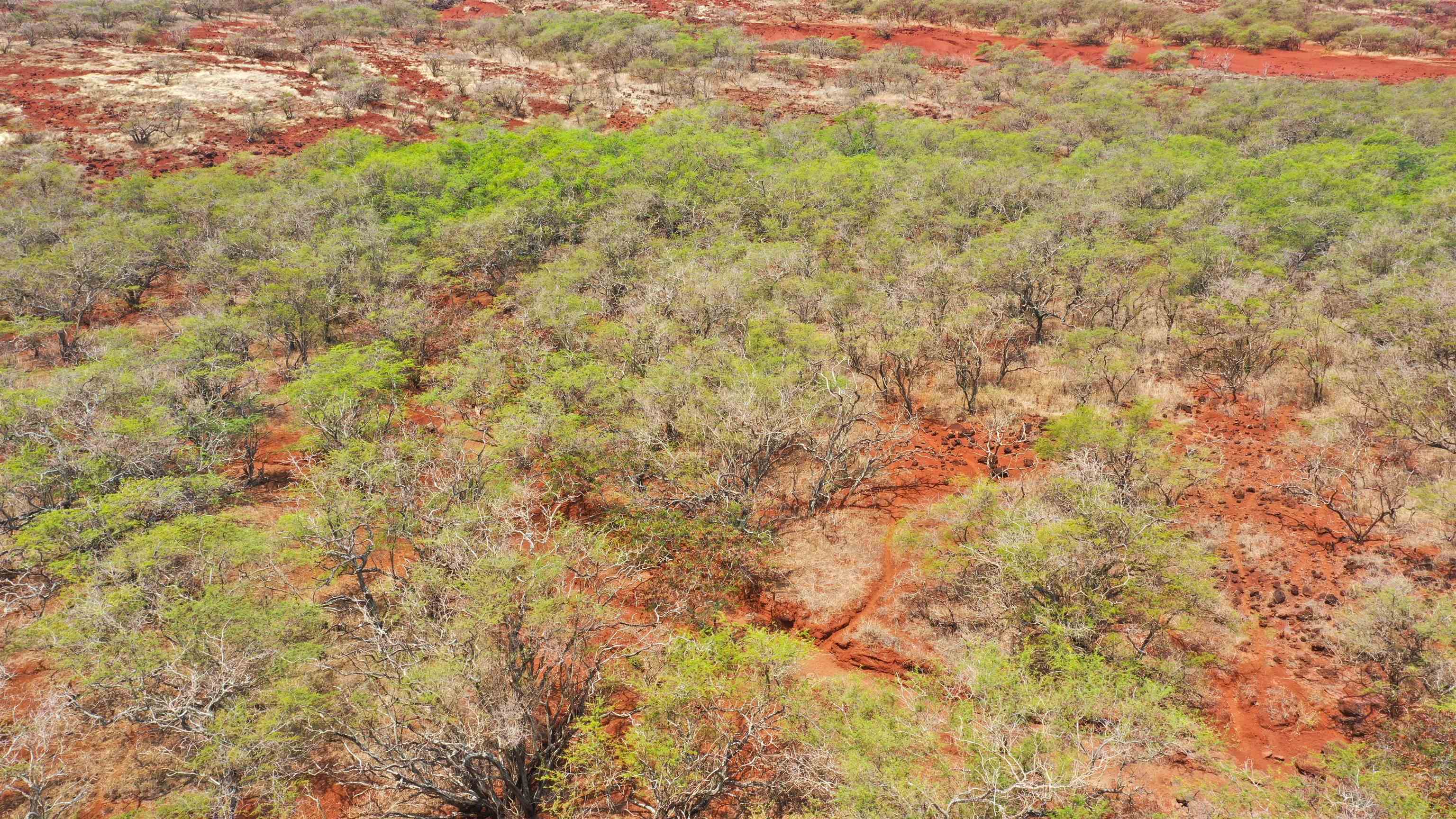 Hao Keehi Pl  Maunaloa, Hi vacant land for sale - photo 11 of 20