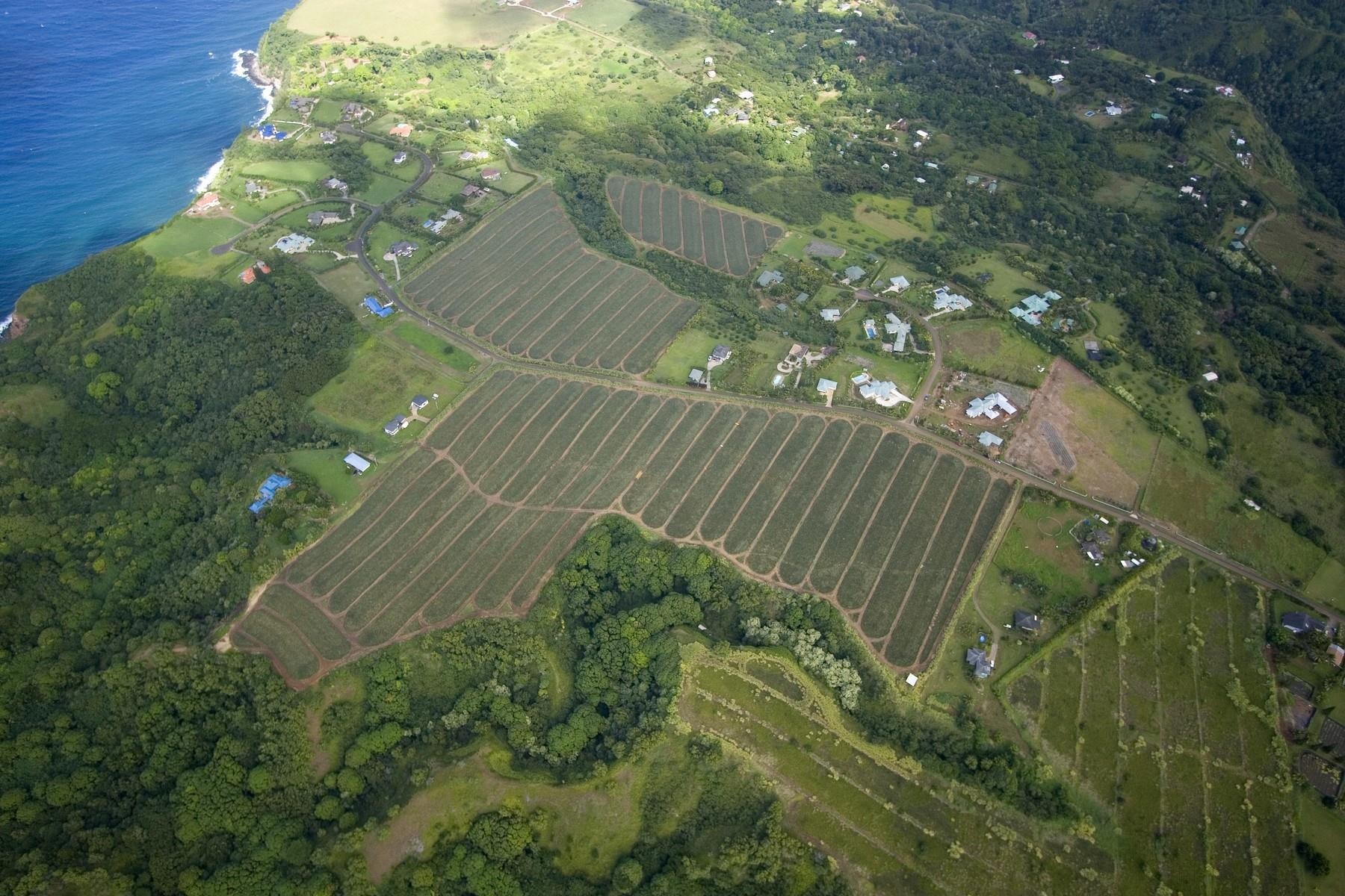 0 N Holokai Road  Haiku-Pauwela, Hi vacant land for sale - photo 5 of 6