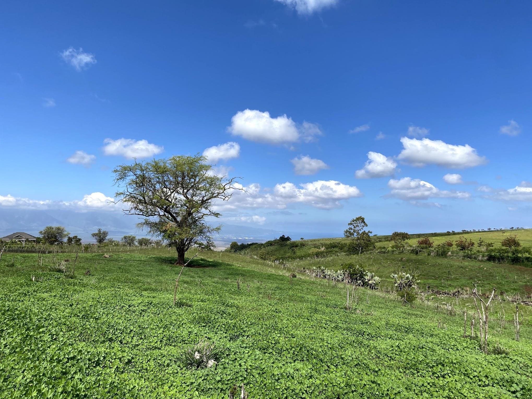 Ho'omaika'i Place Lot 7 Kula, Hi vacant land for sale - photo 7 of 9