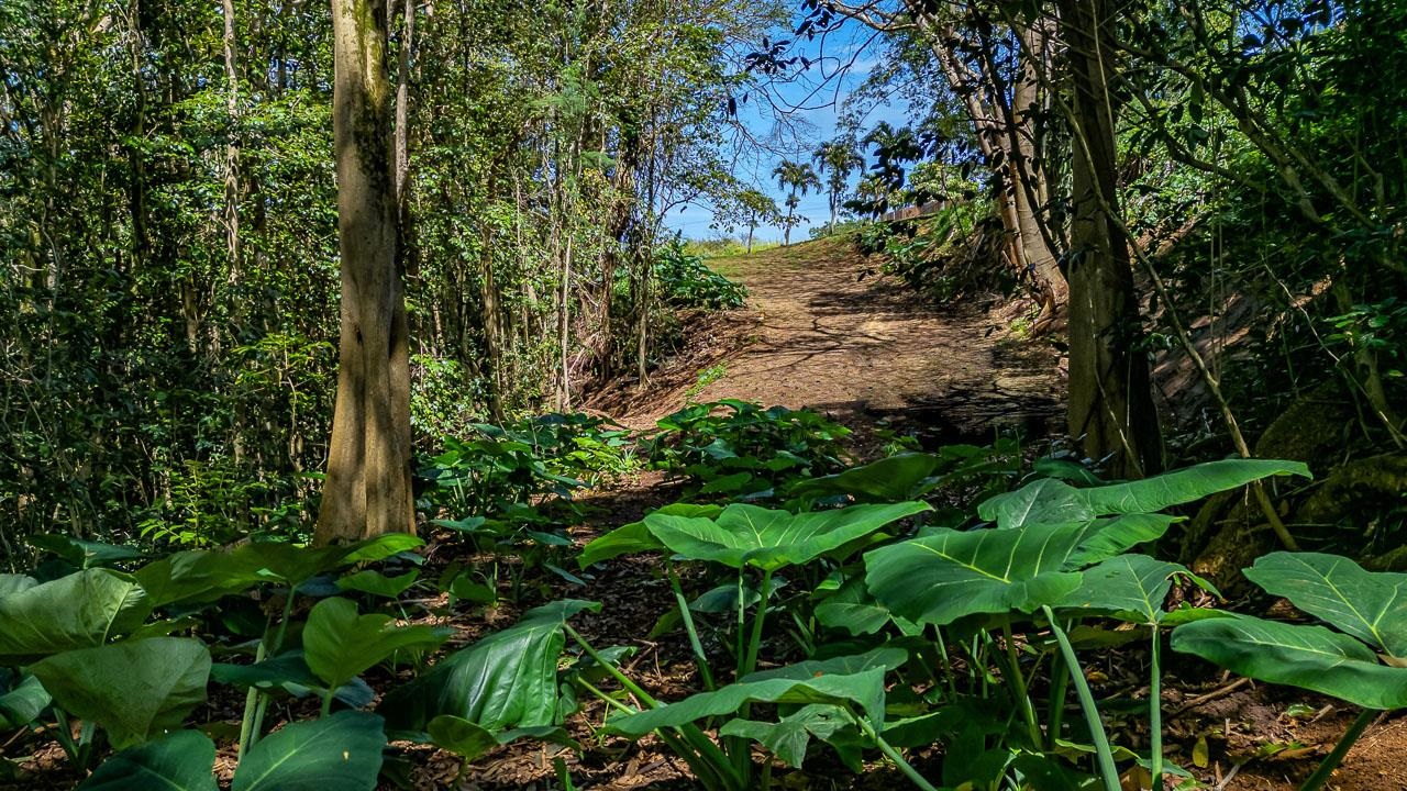 2762 Hana Hwy Lot B Haiku, Hi vacant land for sale - photo 9 of 24