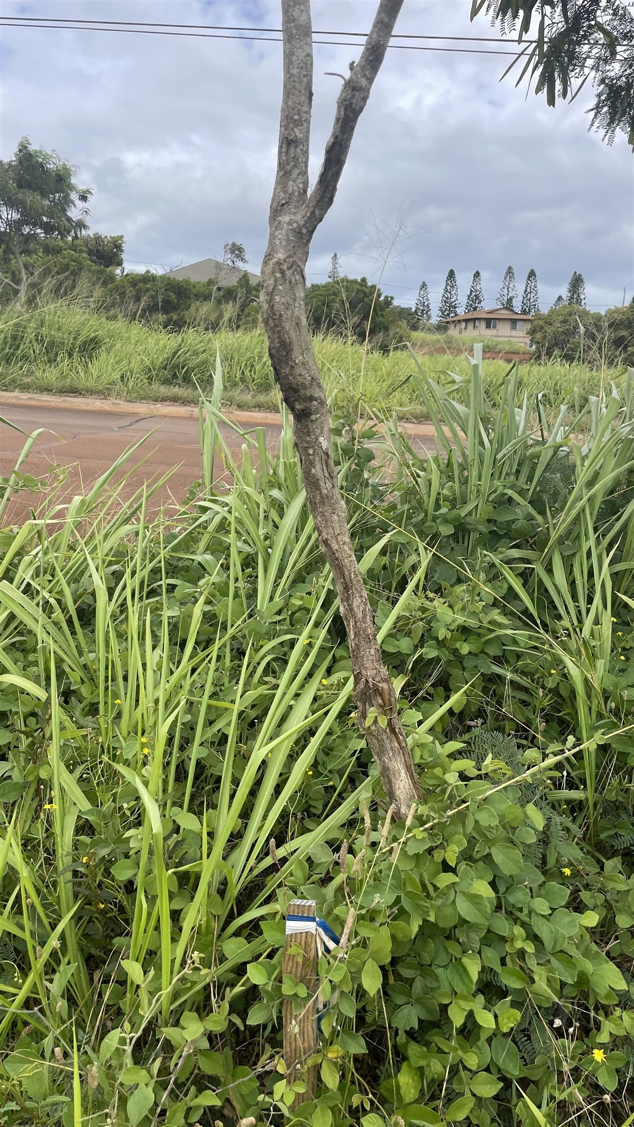 Kaana St  Maunaloa, Hi vacant land for sale - photo 12 of 22