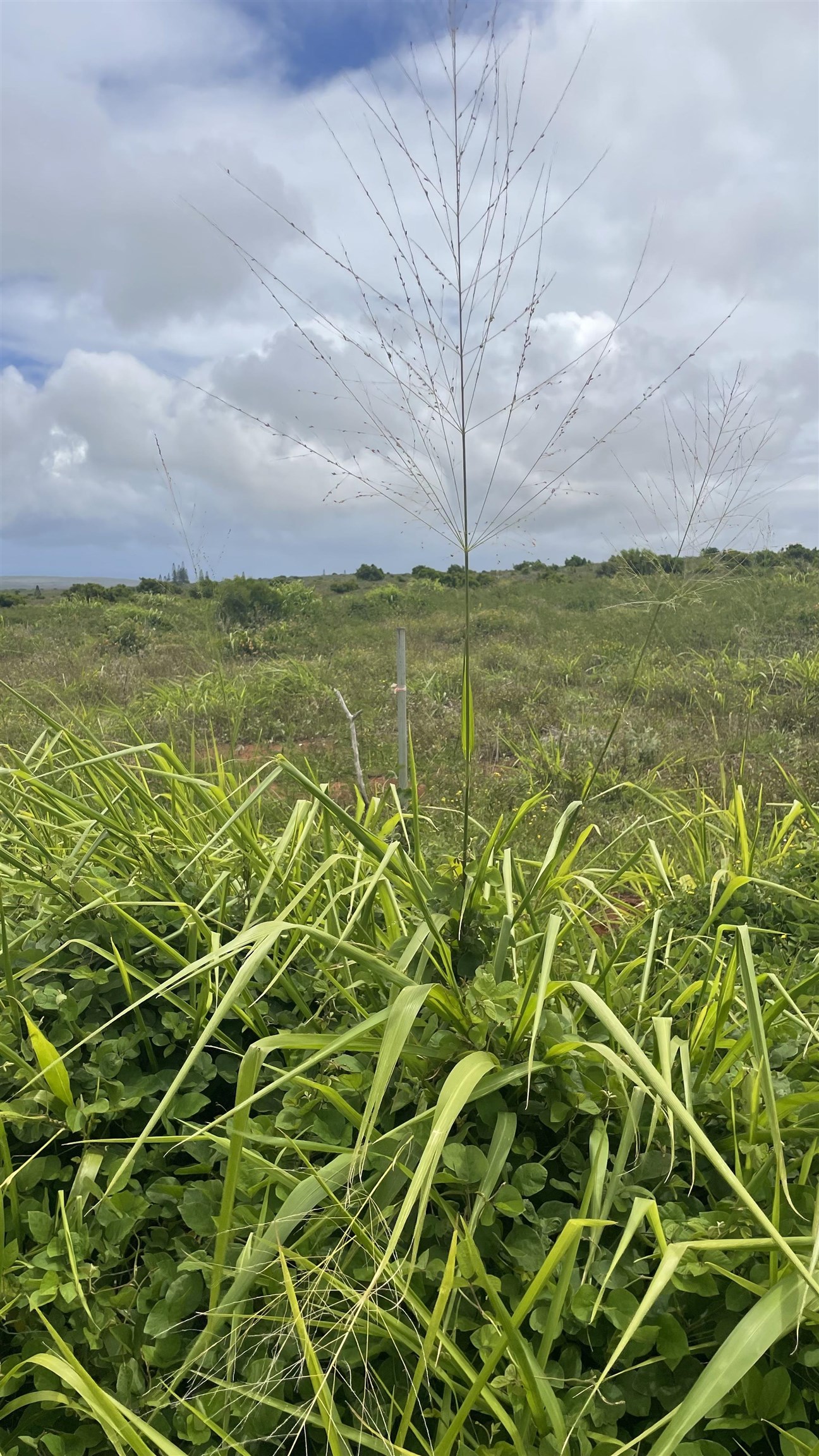 Kaana St  Maunaloa, Hi vacant land for sale - photo 13 of 22