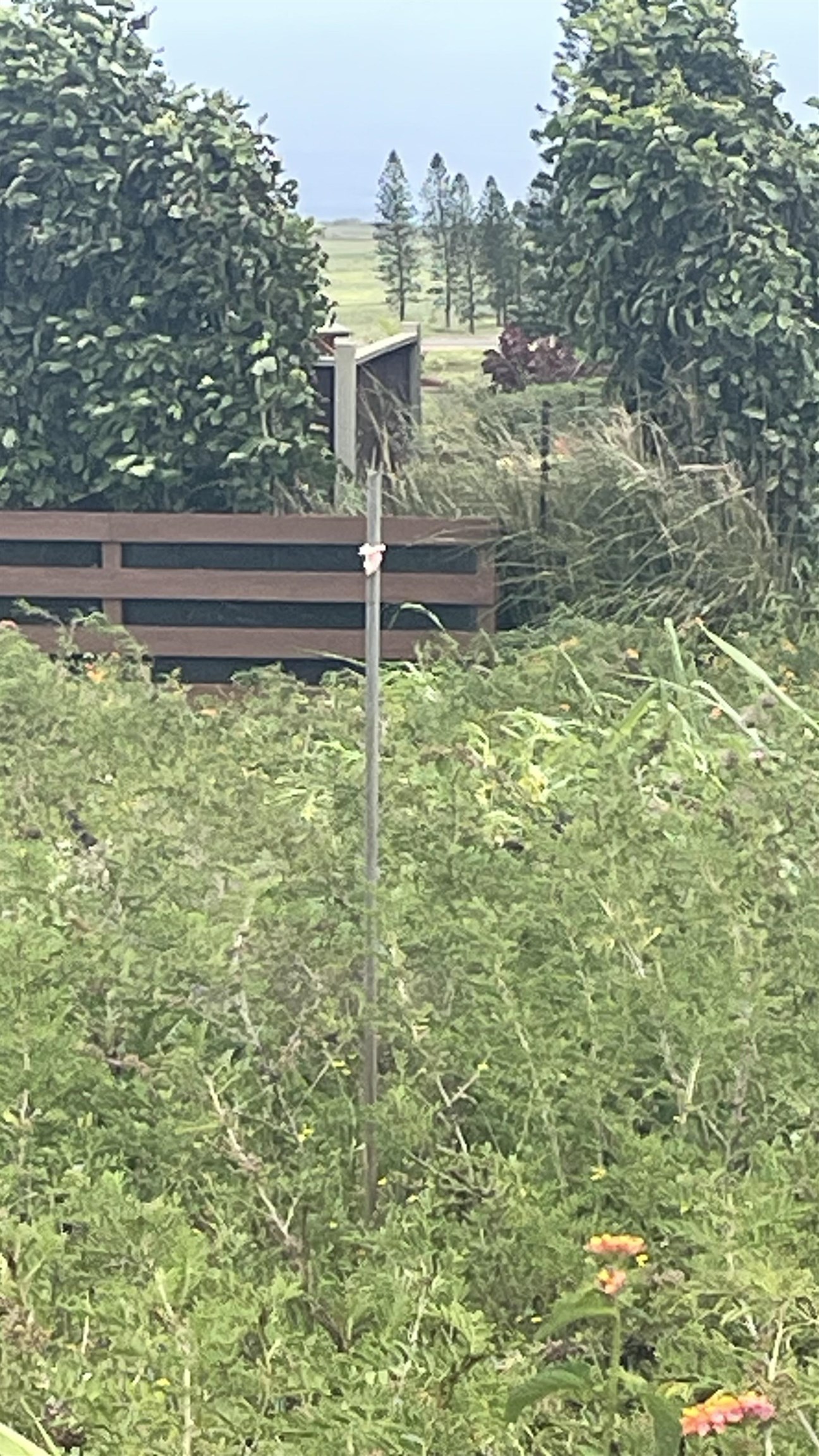 Kaana St  Maunaloa, Hi vacant land for sale - photo 14 of 22