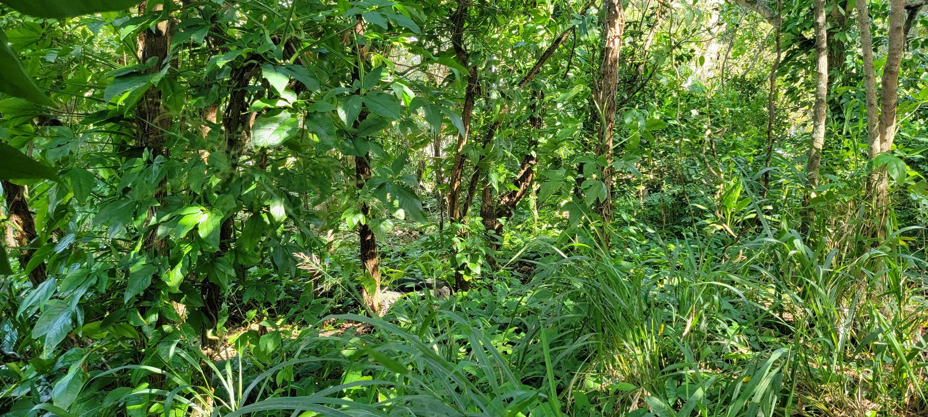 0 Kahiapo Place  Haiku-Pauwela, Hi vacant land for sale - photo 4 of 19