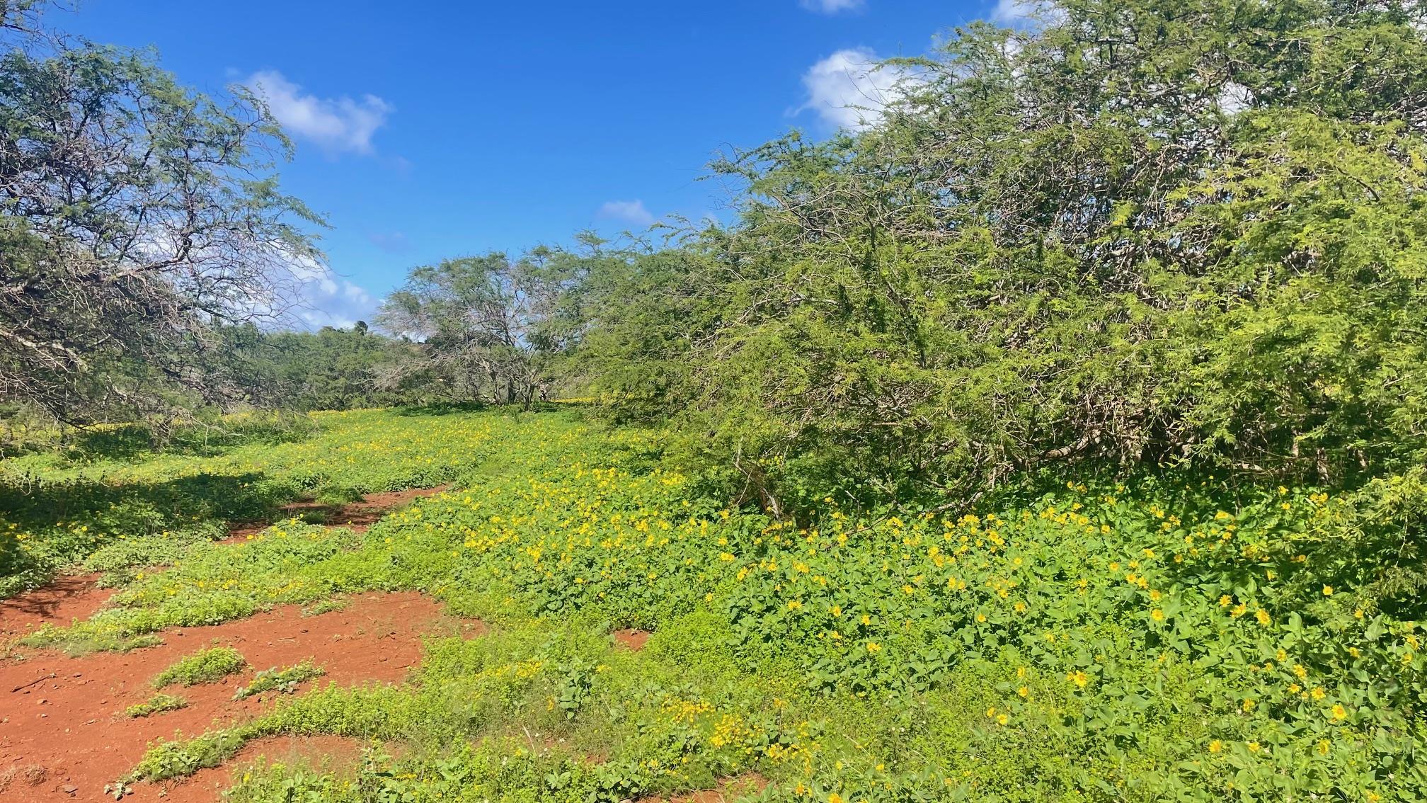 0 Kaiaka Rd  , Hi vacant land for sale - photo 5 of 15