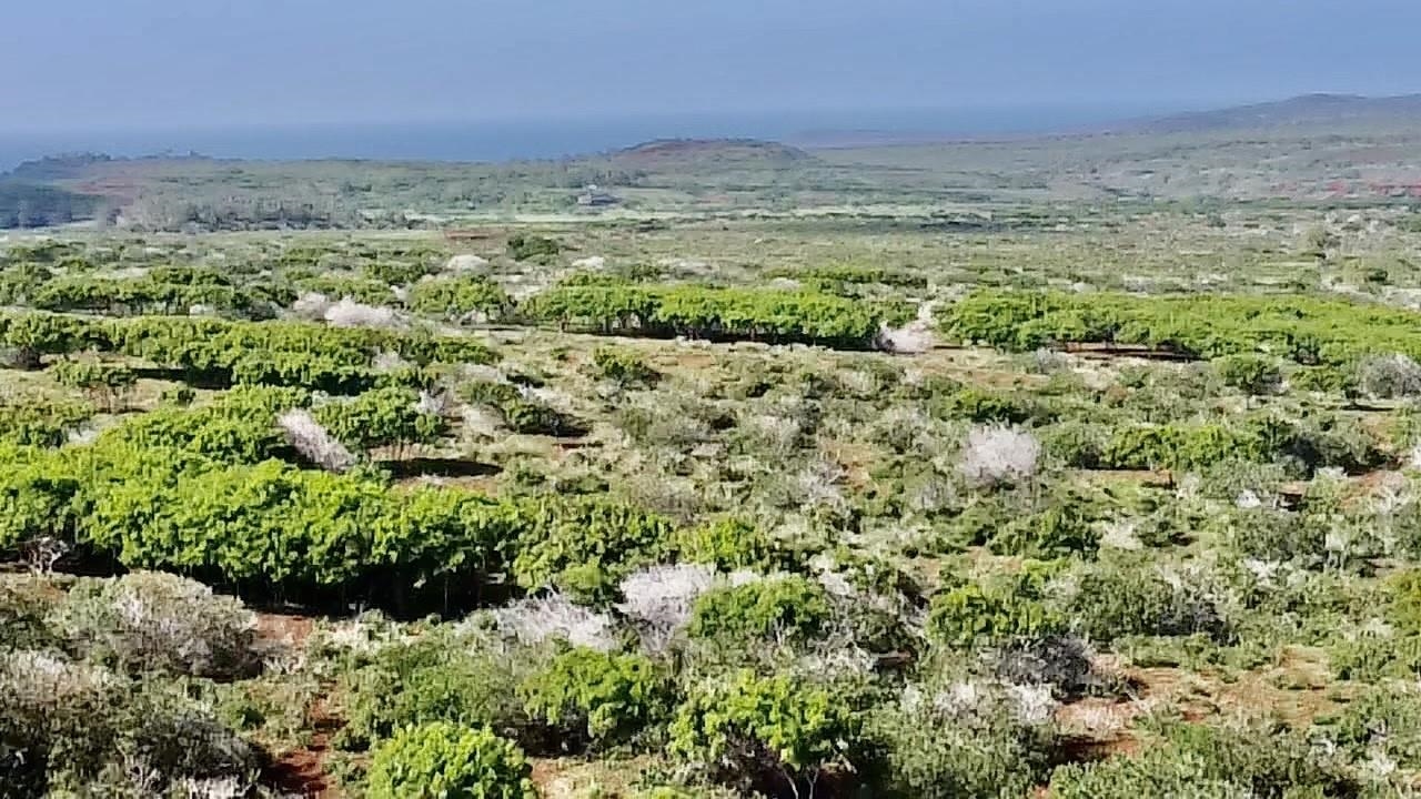 0 Kalua Koi Rd 47 Maunaloa, Hi vacant land for sale - photo 2 of 18