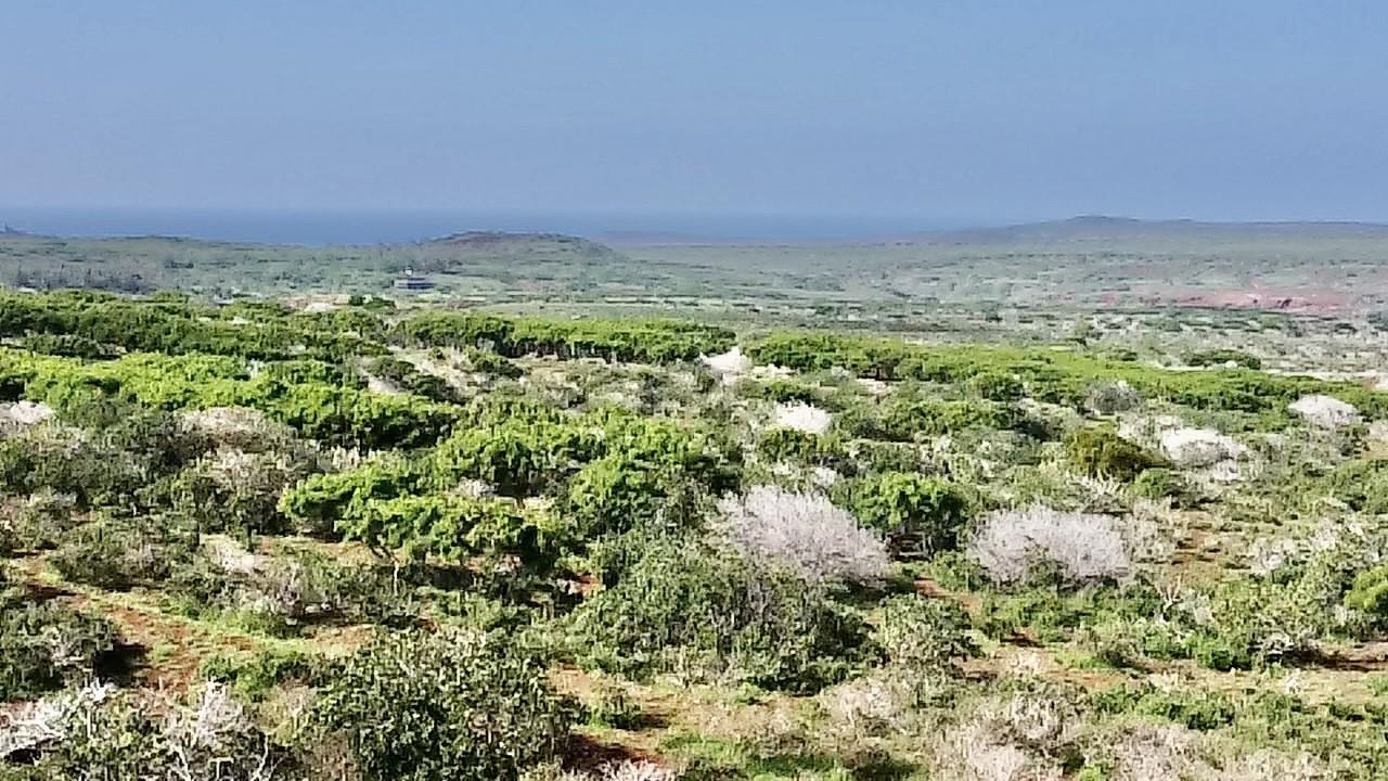 0 Kalua Koi Rd 47 Maunaloa, Hi vacant land for sale - photo 8 of 18