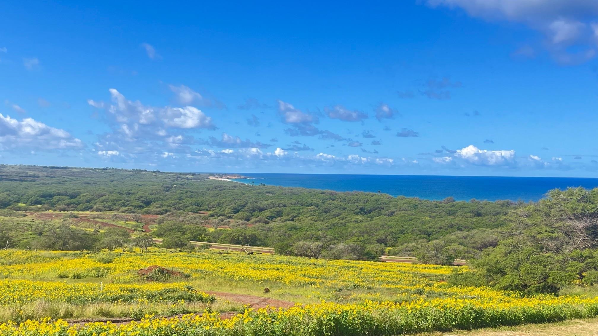 0 Kalua Koi Rd  Maunaloa, Hi vacant land for sale - photo 2 of 13