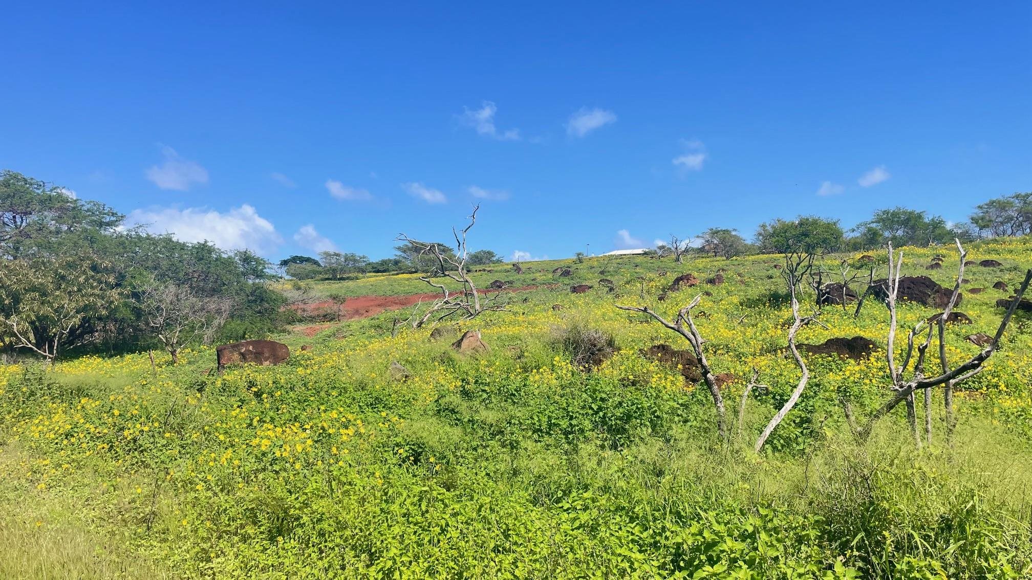 0 Kalua Koi Rd  Maunaloa, Hi vacant land for sale - photo 4 of 13