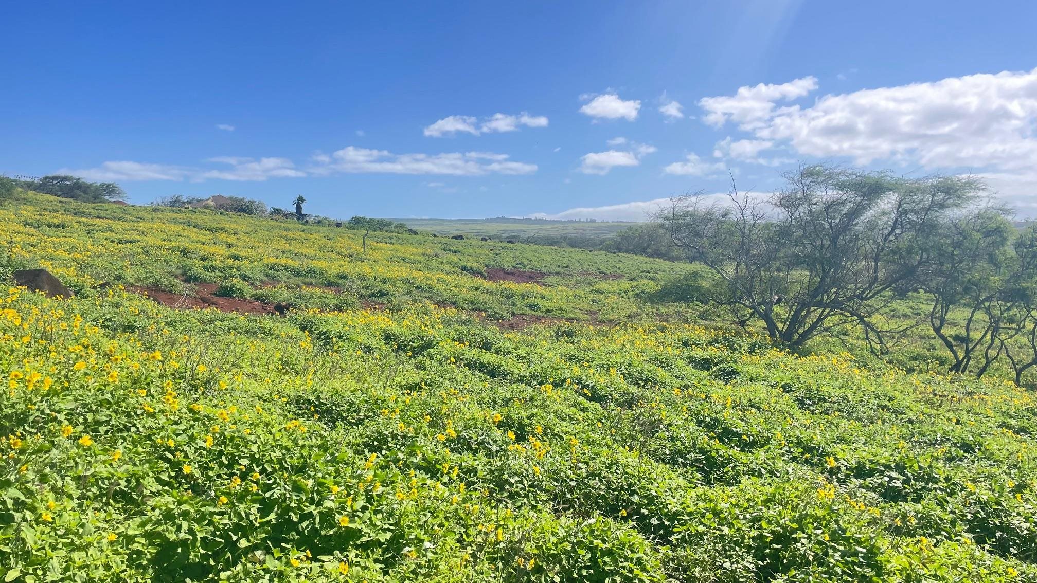 0 Kalua Koi Rd  Maunaloa, Hi vacant land for sale - photo 5 of 13