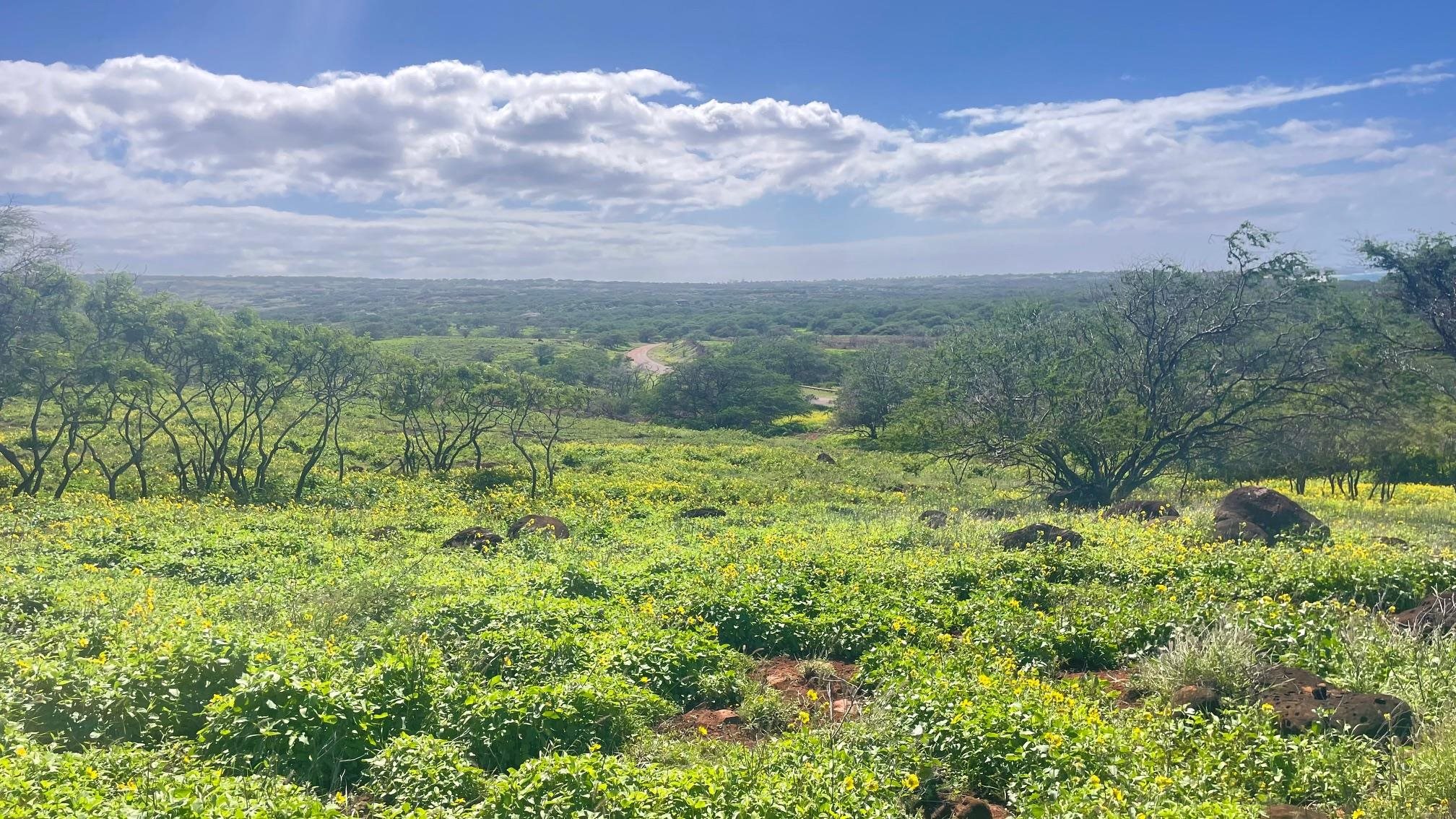 0 Kalua Koi Rd  Maunaloa, Hi vacant land for sale - photo 6 of 13