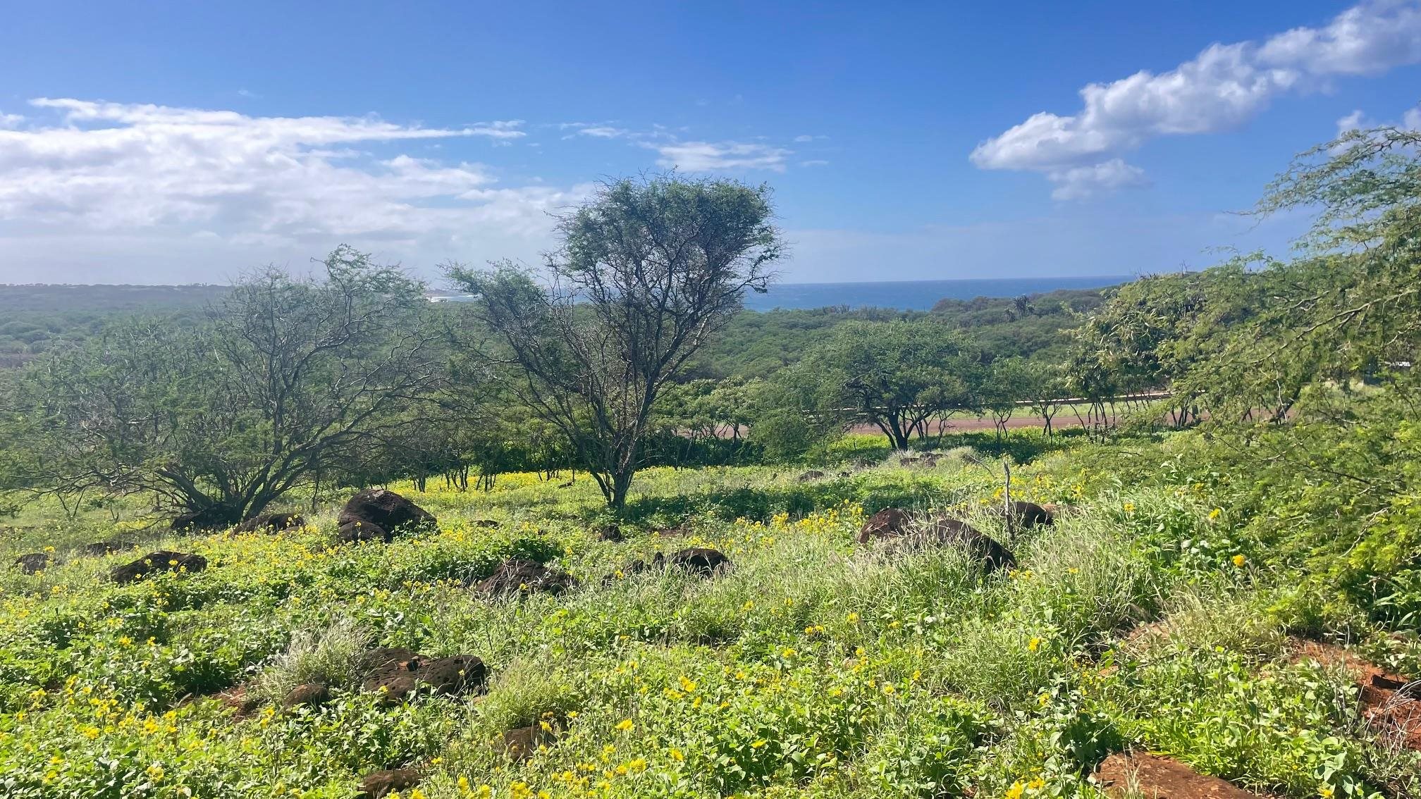 0 Kalua Koi Rd  Maunaloa, Hi vacant land for sale - photo 7 of 13