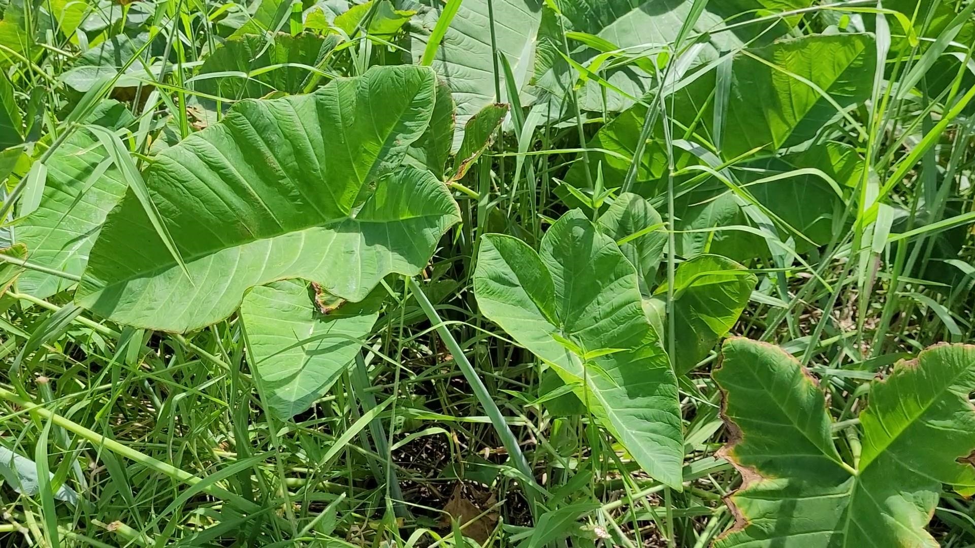 Keanae Rd  Hana, Hi vacant land for sale - photo 14 of 29